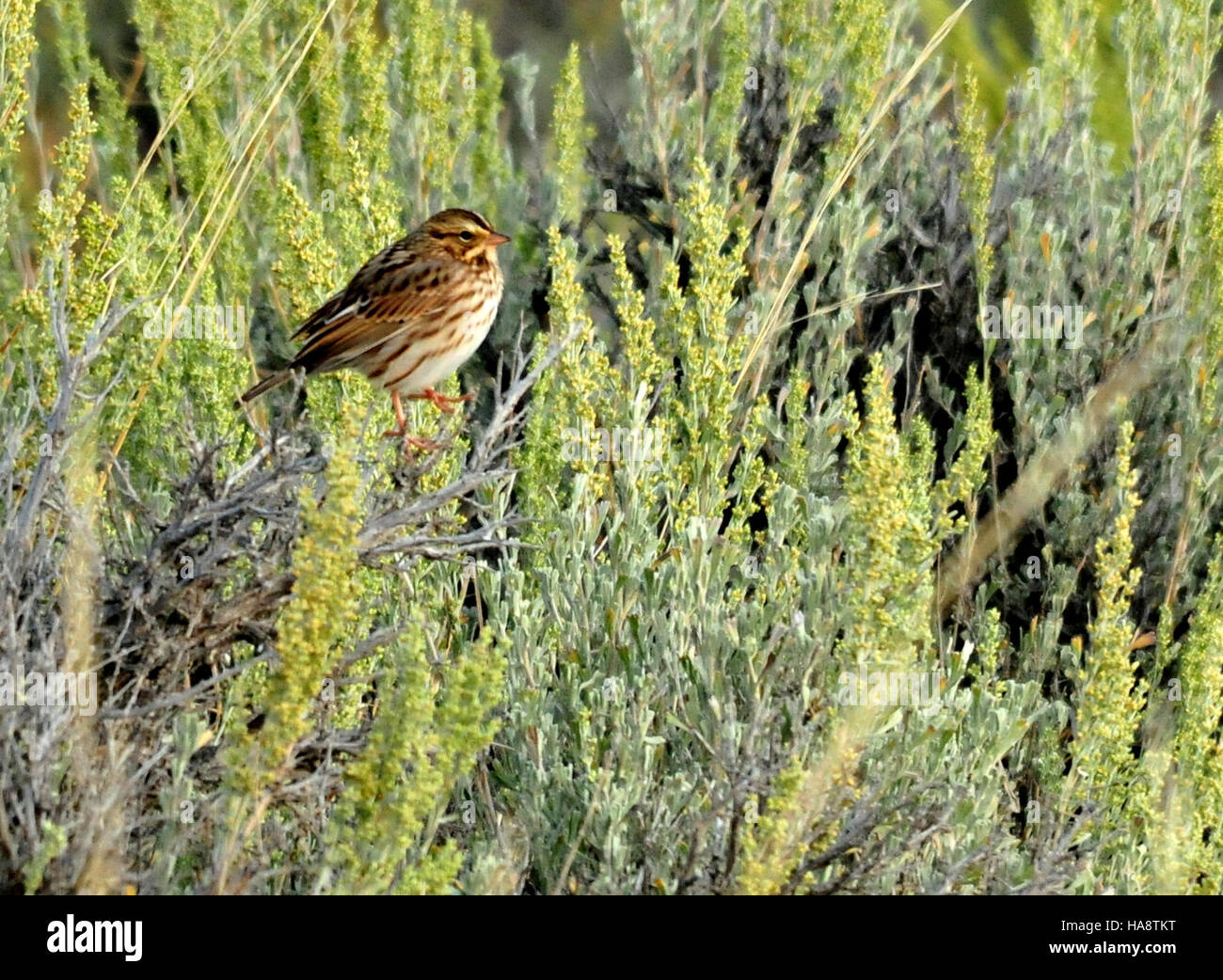 Ein Savannah Sparrow, der im Big Sagebrush in Wyoming im Seedskadee National Wildlife Refuge entdeckt wurde und die vielfältigen Vogelarten in diesem wichtigen Lebensraum zeigt. Stockfoto