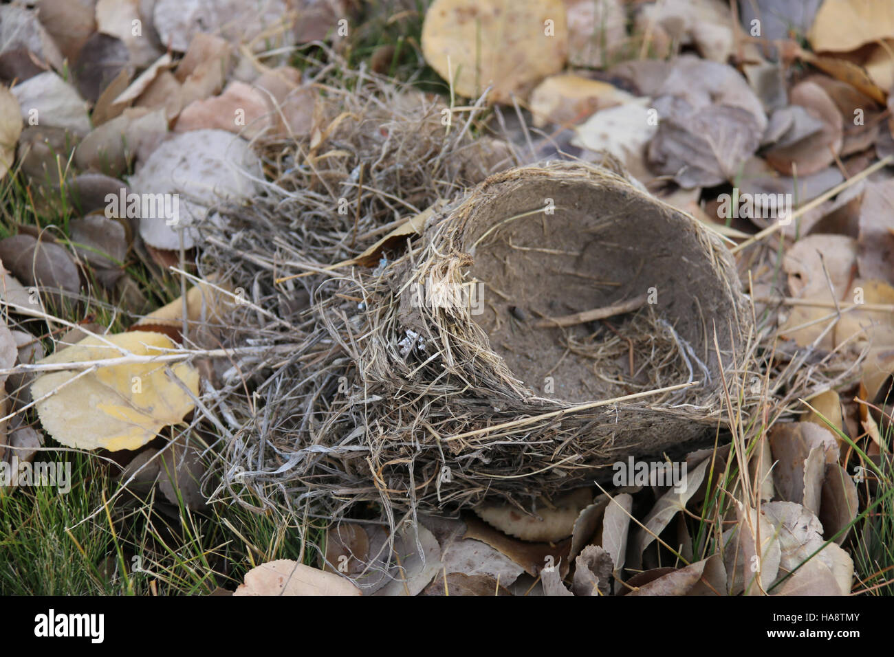 Usfwsmtnprairie 15139819584 A Saison Gone By Stockfoto