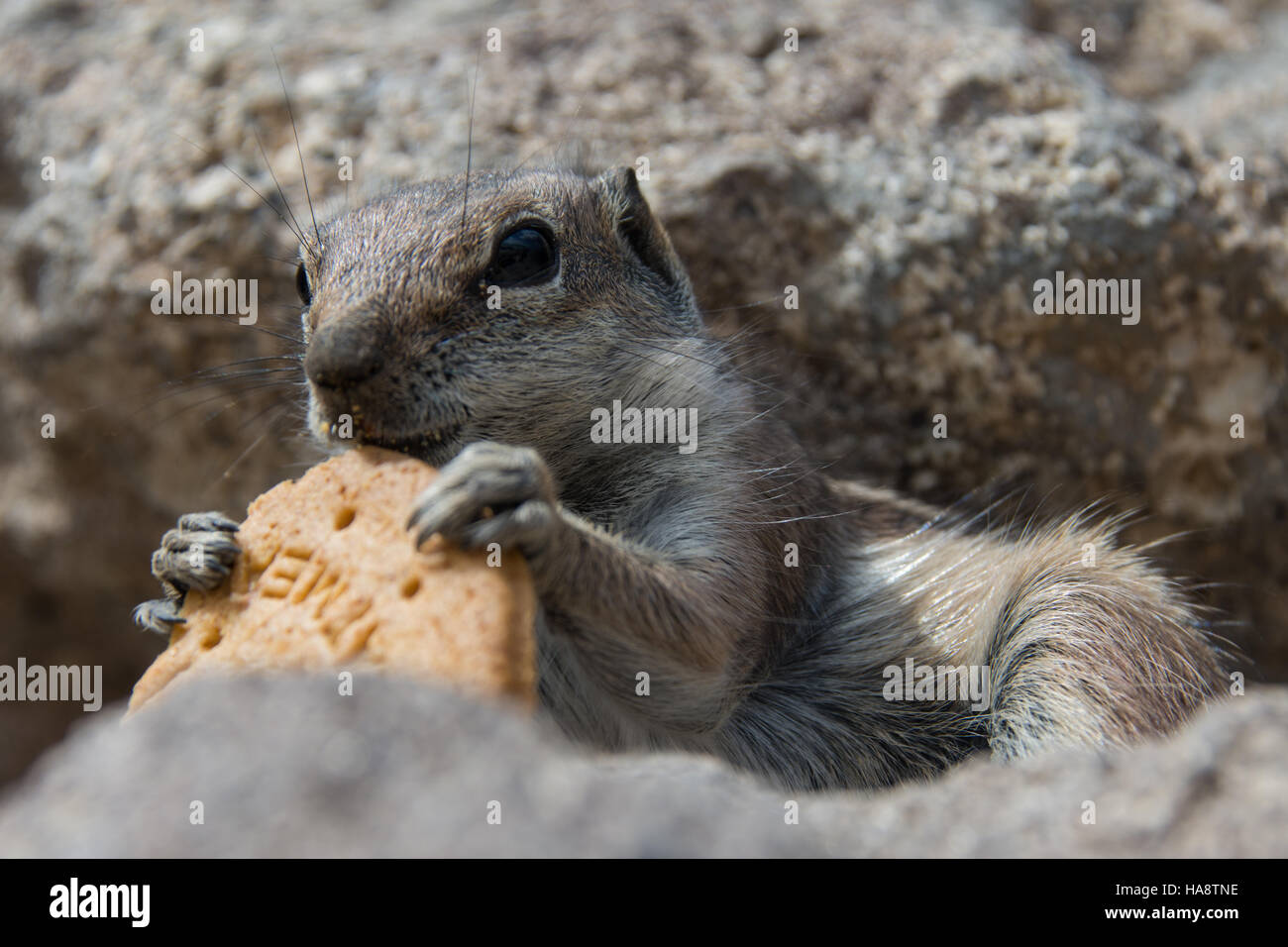 Eichhörnchen, Fuerteventura, Kanarische Inseln Stockfoto