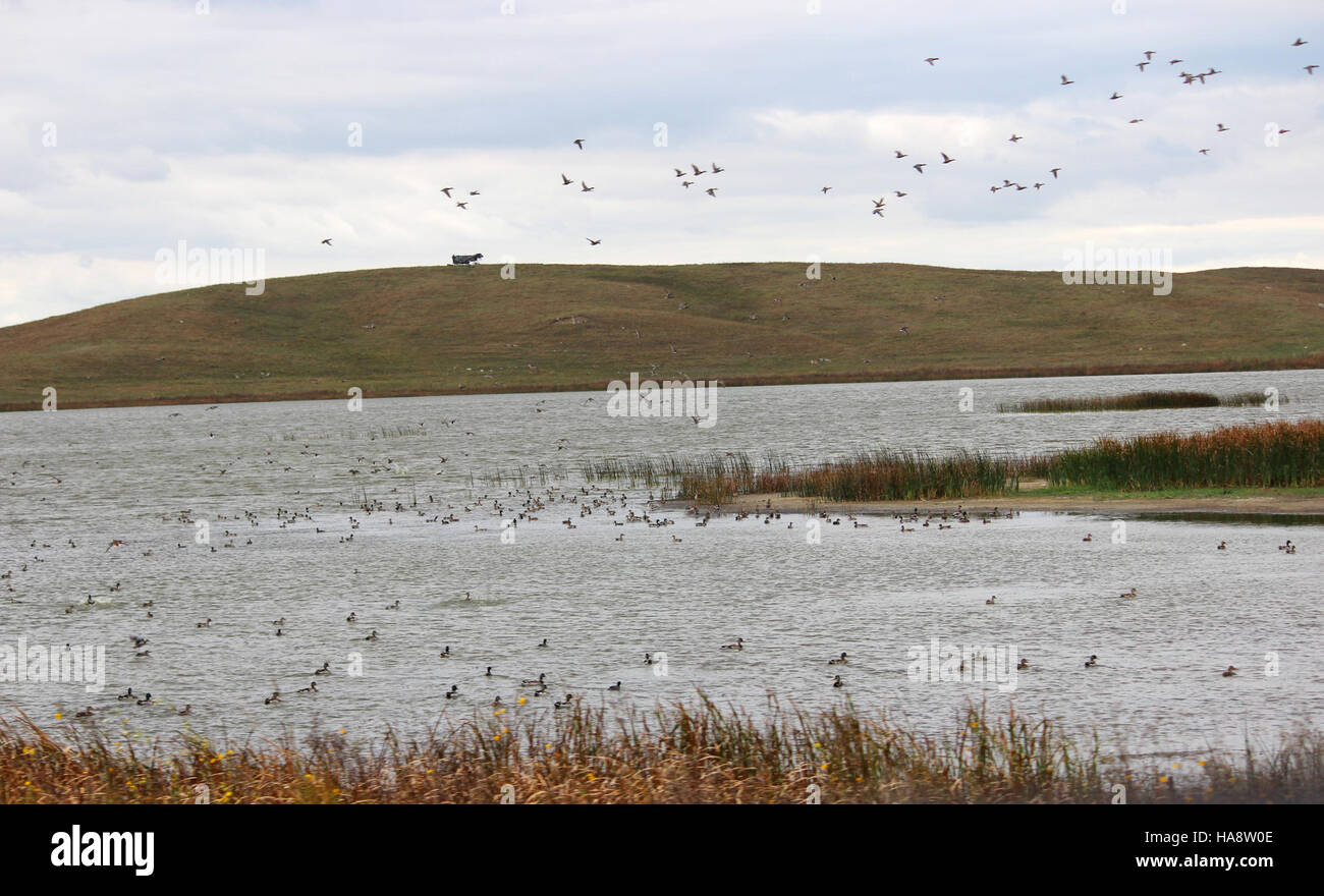 Usfwsmtnprairie 15445984716 Hille Wasservögel Produktionsfläche Stockfoto