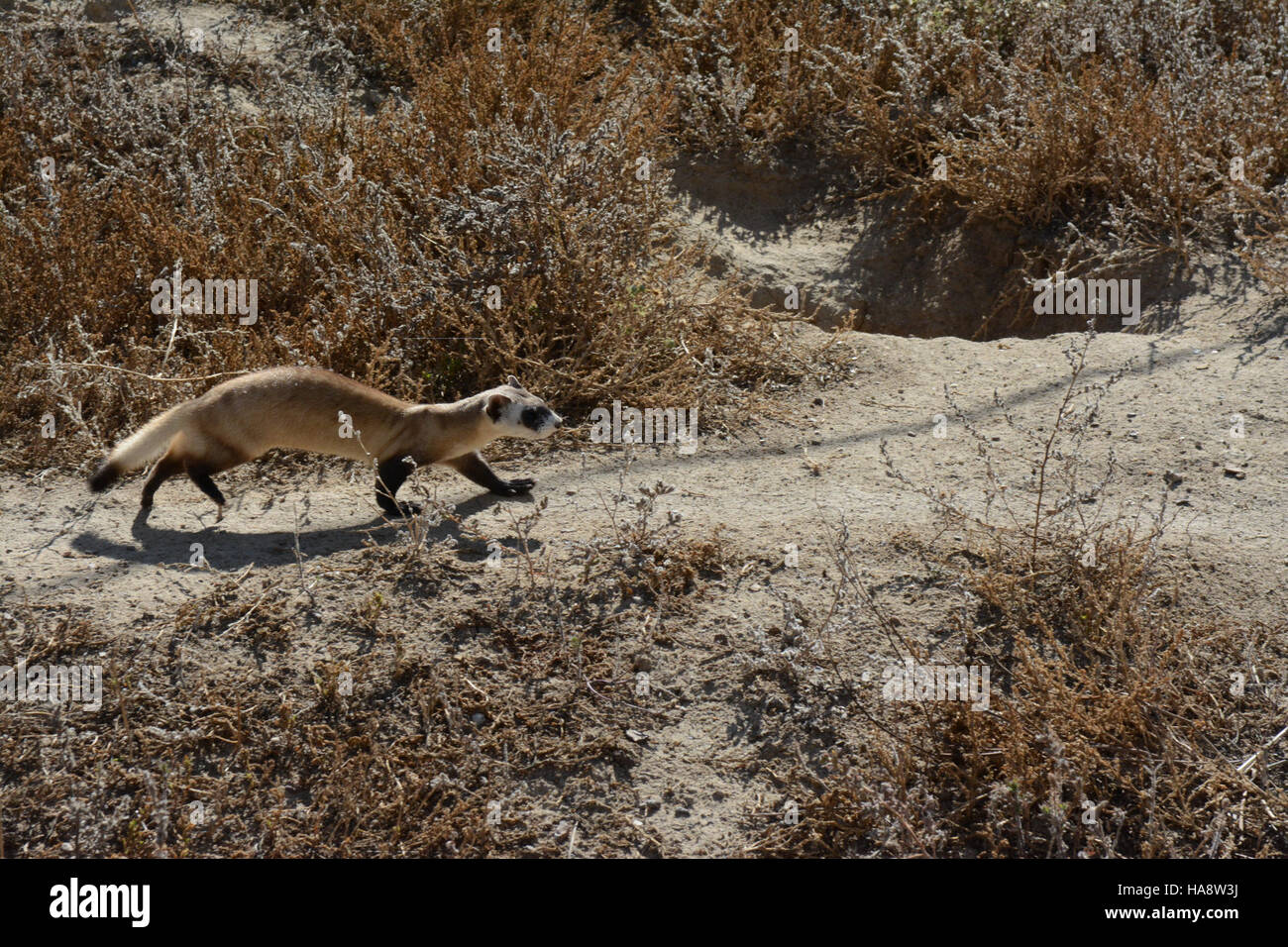 Usfwsmtnprairie 15543666595 schwarz – füßiges Frettchen in Vorkonditionierung Stifte Stockfoto