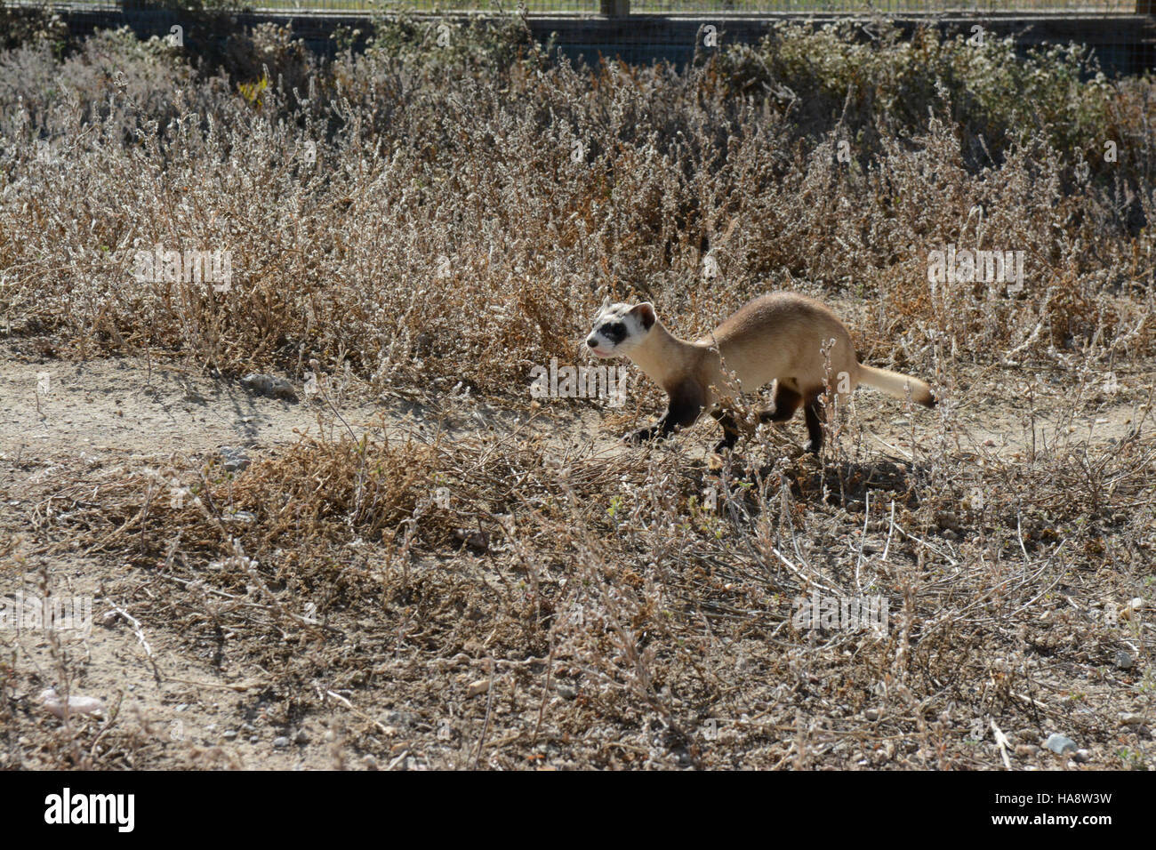 Usfwsmtnprairie 15544501932 schwarz – füßiges Frettchen in Vorkonditionierung Stifte Stockfoto