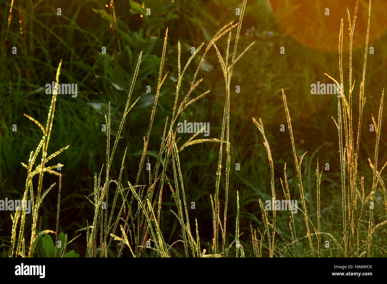 Big Bluestem (Andropogon gerardii), eine einheimische Grasart, kommt im Sand Lake Wetland Management District vor und trägt zur Biodiversität und Ökosystemgesundheit der Region bei. Stockfoto