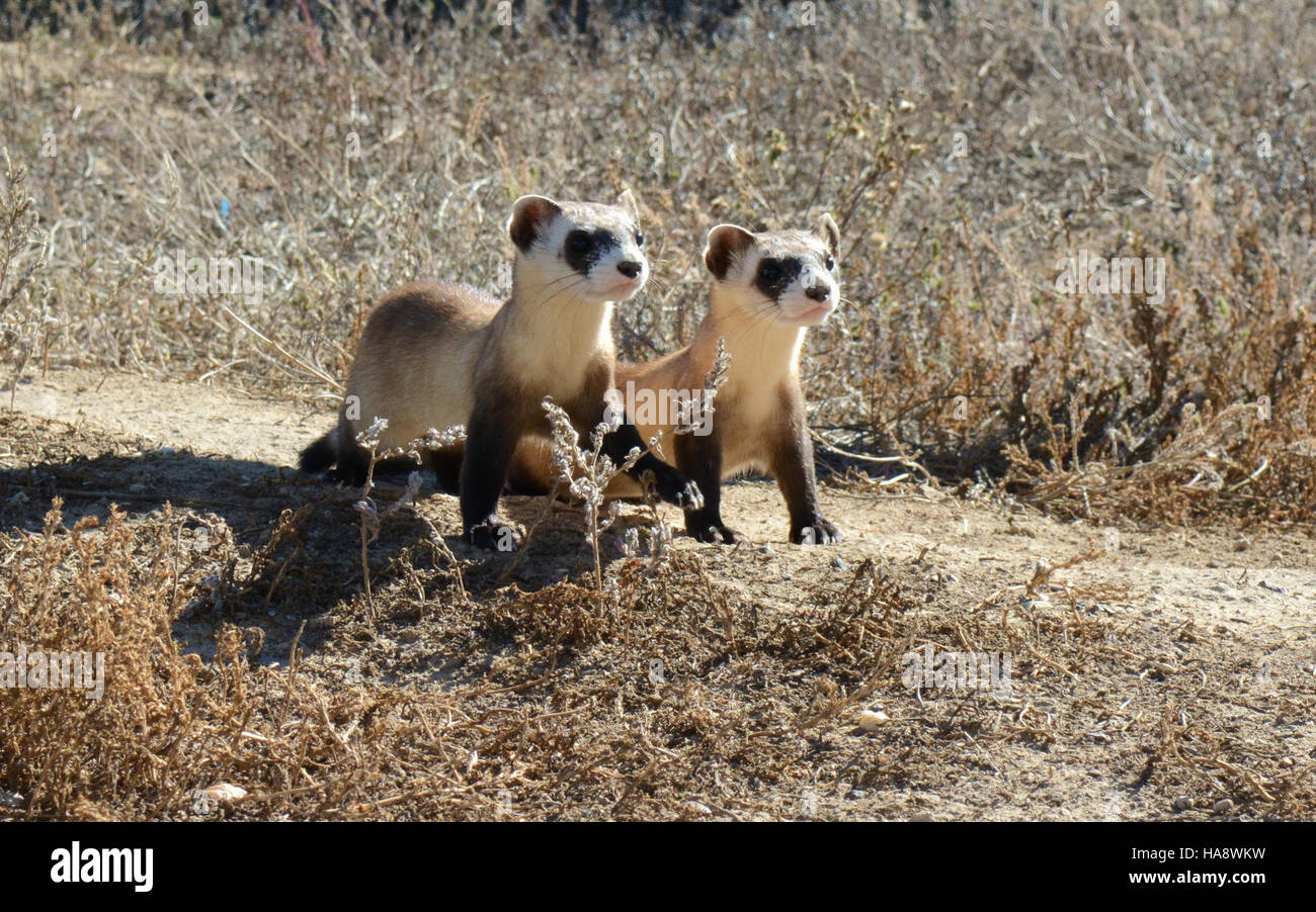 Schwarzfuß-Frettchen werden in einem Nationalpark in freier Wildbahn geboren und zeigen den Erfolg der Naturschutzbemühungen und des Artenschutzes. Stockfoto