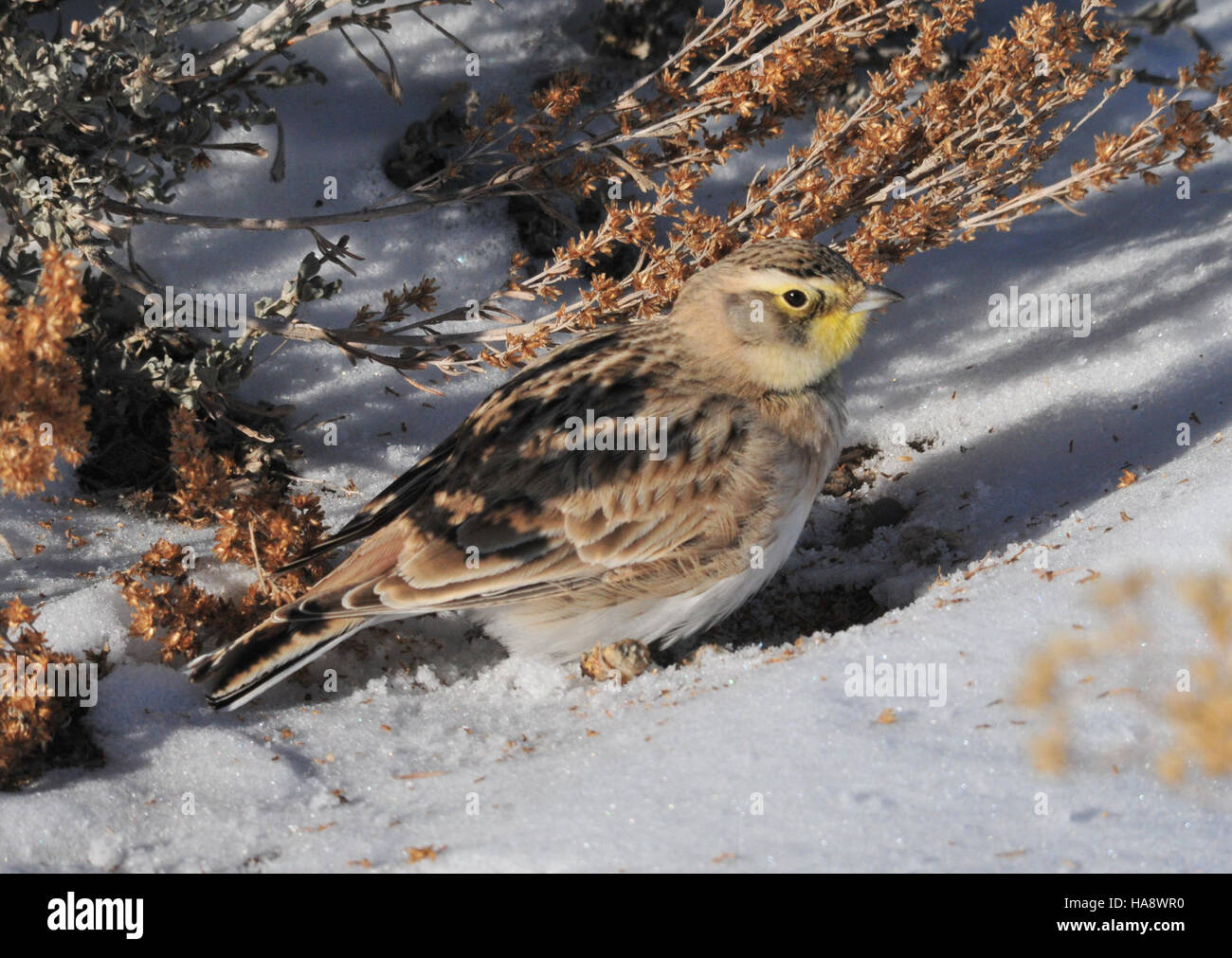 Ein gehörnter Lark, der sich in einem Nationalpark von Wyoming Big Sagebrush ernährt, zeigt die Anpassung des Vogels an seine Umgebung. Der Gehörnte Lark ist ein kleiner, bodenlebender Vogel, der in den Prärien und Graslandschaften Nordamerikas zu finden ist und eine wichtige Rolle in lokalen Ökosystemen spielt. Stockfoto