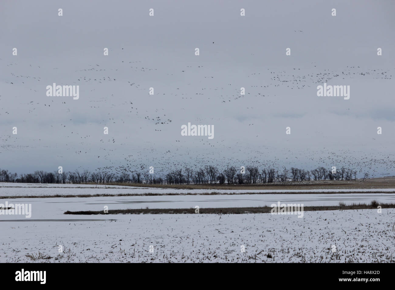 Eine große Gruppe von Vögeln, die auf ein Feld innerhalb eines Nationalparks strömen, was die Bedeutung dieser Schutzgebiete für Zugvögel unterstreicht. Stockfoto