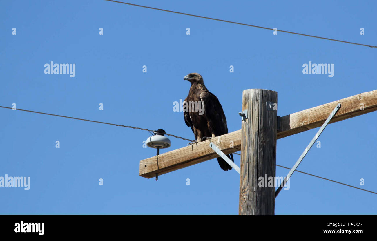 Blmnevada 7410891748 EagleEye06 19 12 Stockfoto