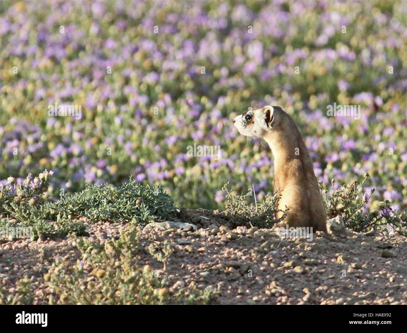 Das Schwarzfußferret, eine vom Aussterben bedrohte Art, steht im Mittelpunkt der Erholungsbemühungen in Nationalparks. Es gibt Erhaltungsprogramme, um ihren Lebensraum zu schützen und das Überleben dieses schwer fassbaren Säugetieres zu sichern, das eine entscheidende Rolle bei der Erhaltung des Ökosystemgleichgewichts im Park spielt. Stockfoto