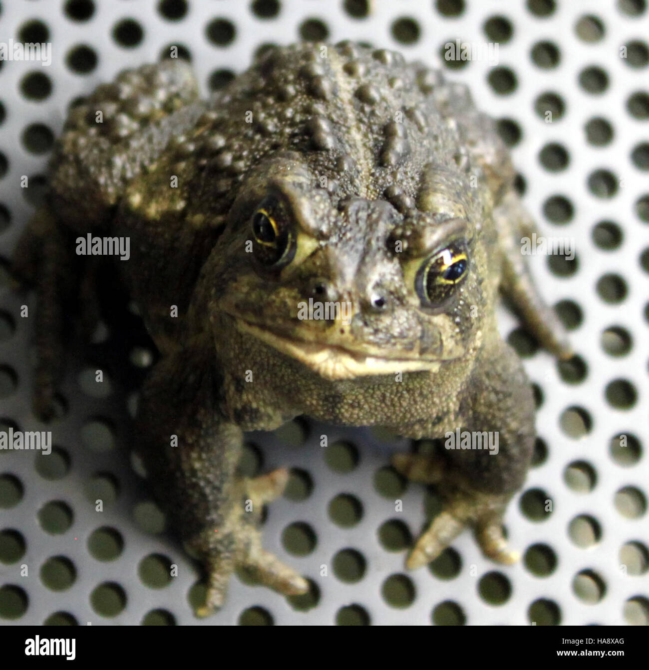 Die Wyoming-Kröte, die in bestimmten Gebieten Wyomings vorkommt, ist eine vom Aussterben bedrohte Art. Die Bemühungen in Nationalparks und Wildschutzgebieten zielen auf den Schutz und die Wiederherstellung des Lebensraums ab, wobei der Schwerpunkt auf Zuchtprogrammen und dem Erhalt von Lebensräumen liegt. Die Erhaltungsarbeiten tragen dazu bei, einen weiteren Bevölkerungsrückgang zu verhindern, und unterstützen Initiativen zur Erholung dieser Amphibienart. Stockfoto