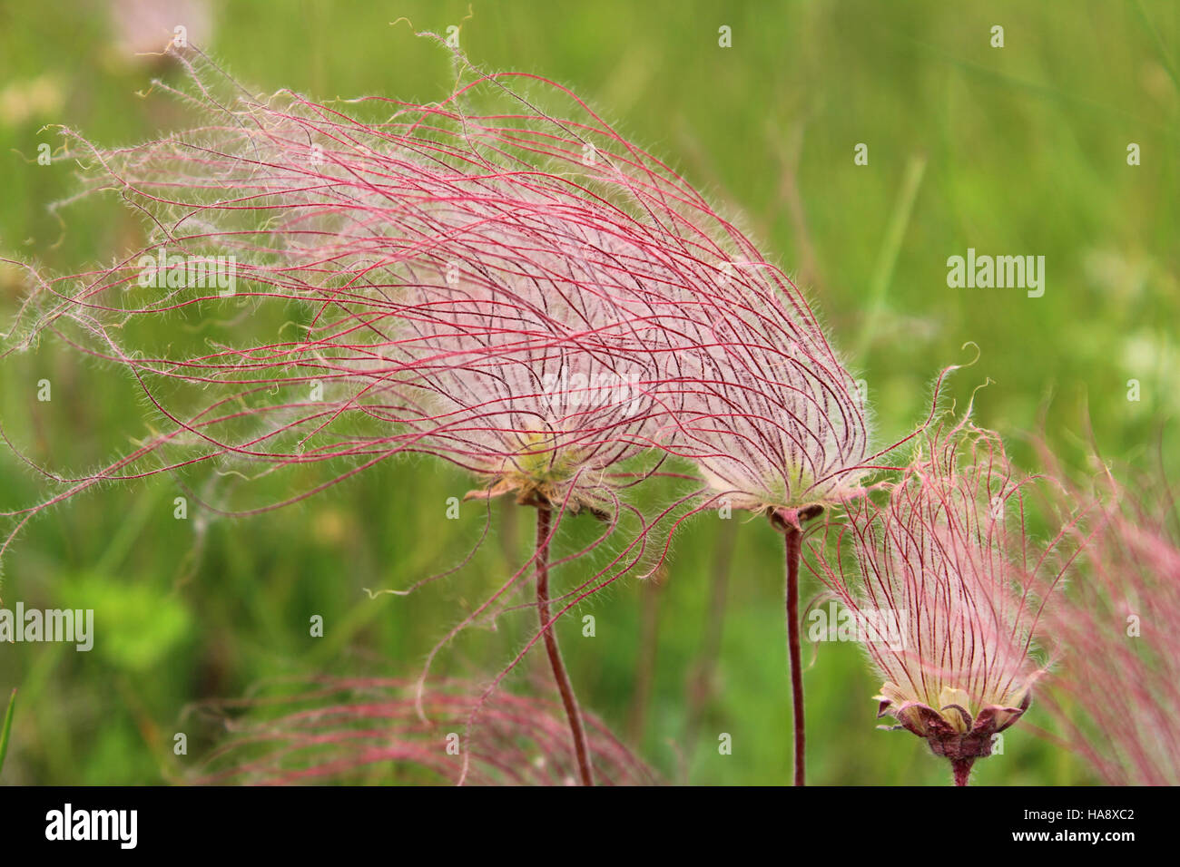 Prairie Smoke, eine blühende Pflanze aus den Great Plains, ist bekannt für ihre markanten rosa-violetten Blüten und federnden Samenköpfe. Sie findet sich in Grünland und lebt in Gebieten mit gut durchlässigem Boden und ist ein wichtiger Teil des lokalen Ökosystems. Stockfoto