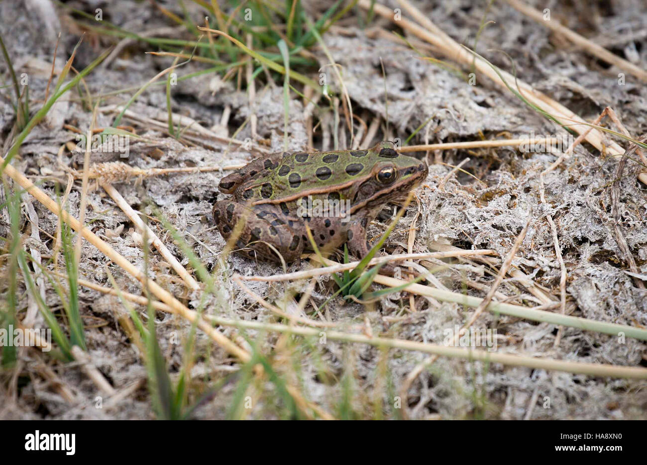 Der Nördliche Leopardenfrosch, der in verschiedenen Nationalparks zu finden ist, ist eine wichtige Art für die Artenvielfalt. Sein Vorhandensein weist auf gesunde Ökosysteme hin, und es spielt eine Rolle bei der Kontrolle der Insektenpopulationen. Stockfoto