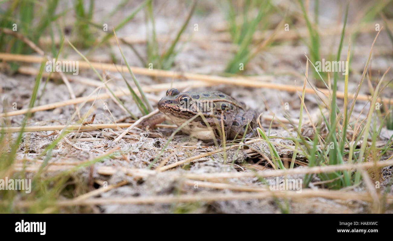 Im Cokeville Meadows National Wildlife Refuge wurde ein Northern Leopard Frog gesichtet und zeigt die Vielfalt der Tierwelt des Parks. Stockfoto