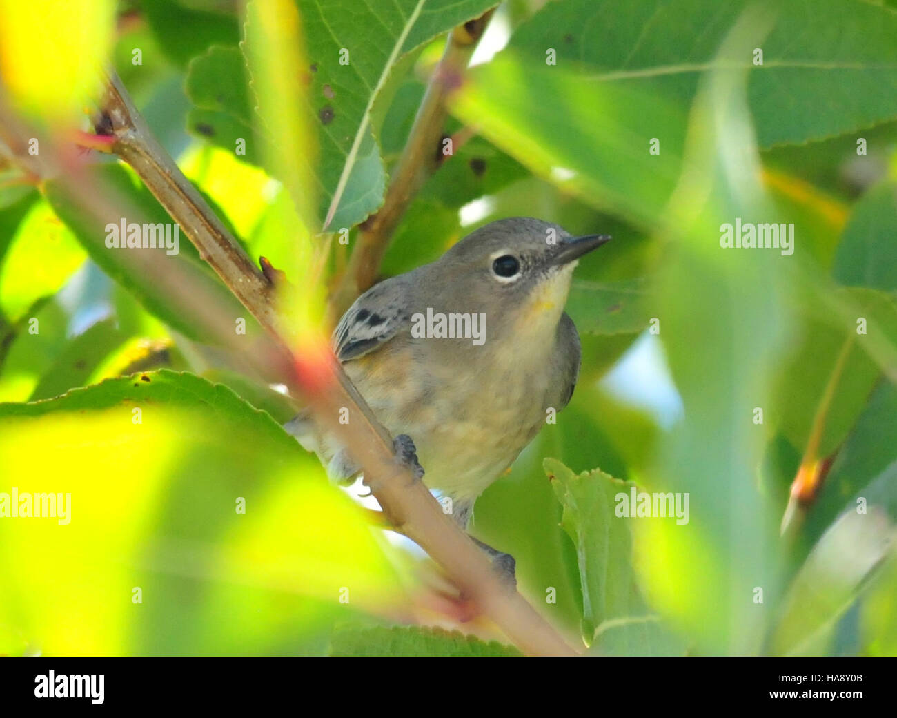 Der orangengekrönte Warbler, ein kleiner Zugvogel, wird im Seedskadee National Wildlife Refuge gesichtet. Bekannt für sein lebendiges Gefieder und sein Lied, trägt es zur Artenvielfalt des Schutzgebiets bei und unterstreicht seine Rolle beim Erhalt von Lebensräumen der Wildtiere. Stockfoto