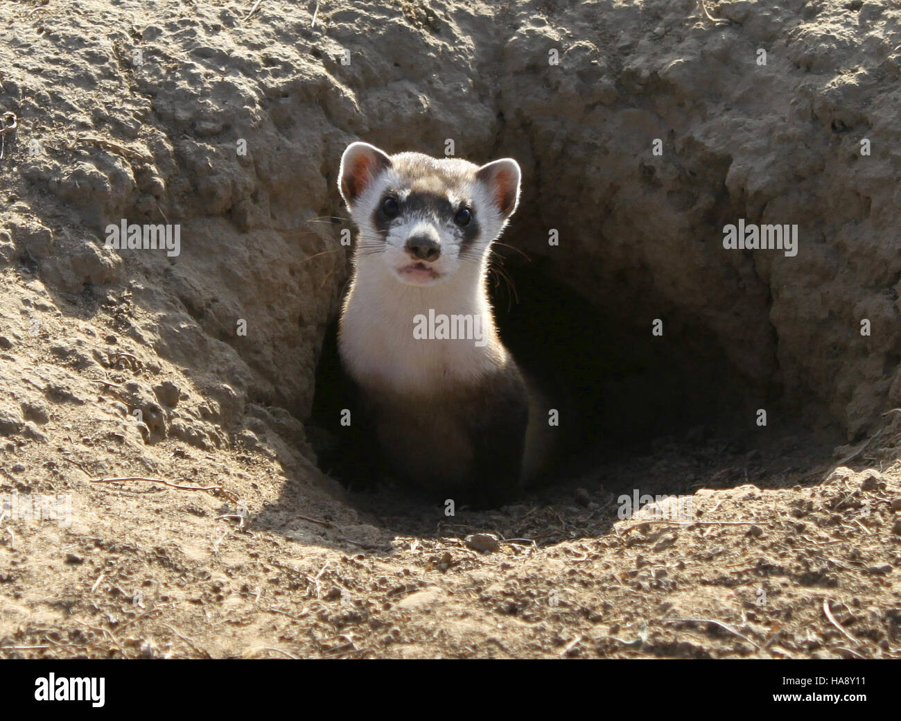 Das Schwarzfußferret ist eine vom Aussterben bedrohte Art im Rocky Mountain Arsenal National Wildlife Refuge, wo derzeit Anstrengungen unternommen werden, diesen wichtigen Teil des Ökosystems zu schützen und wiederherzustellen. Stockfoto