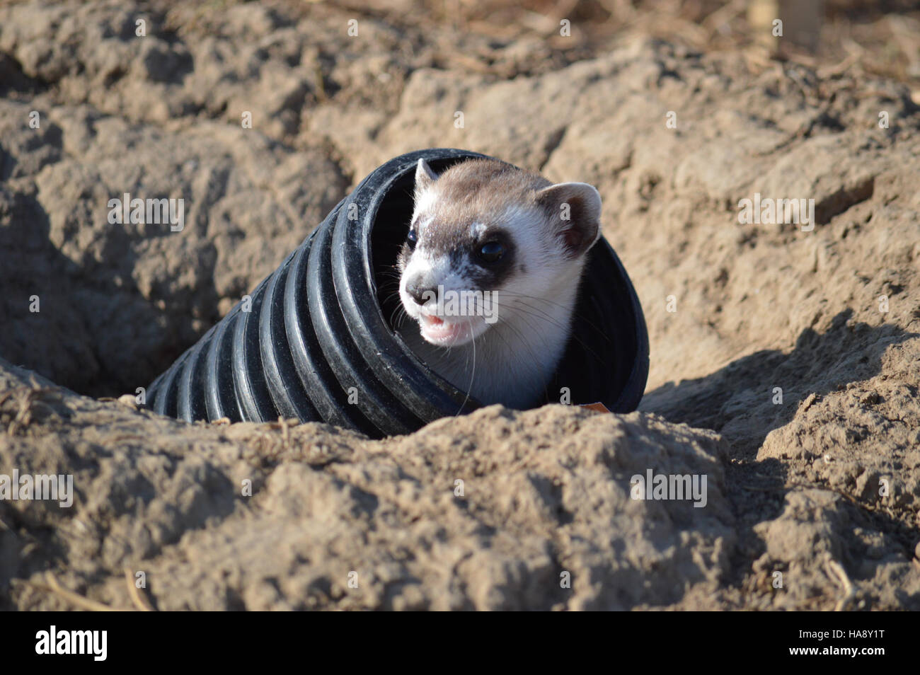 Das Schwarzfußferret, eine vom Aussterben bedrohte Art, wurde erfolgreich im Rocky Mountain Arsenal National Wildlife Refuge freigesetzt, um seine Population in freier Wildbahn wiederherzustellen. Stockfoto