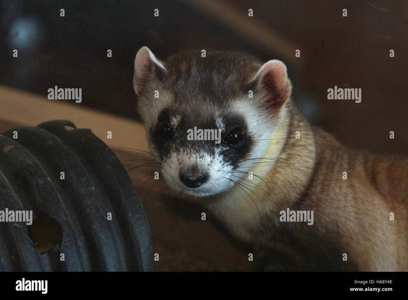 Das Schwarzfußferret, das einst als ausgestorben in der Wildnis galt, wurde erfolgreich in Nationalparks und Wildreservate wiedereingeführt. Die Erhaltungsbemühungen zum Schutz dieser Art und ihres Lebensraums werden fortgesetzt. Stockfoto