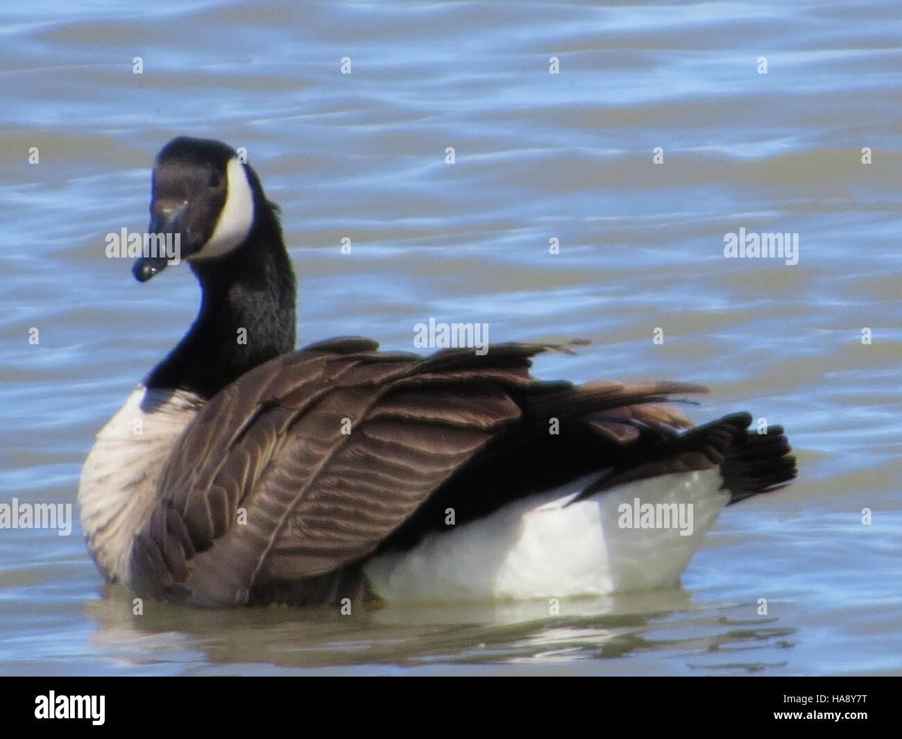 Usfwsmtnprairie 22677985058 Easy Going Honker Stockfoto