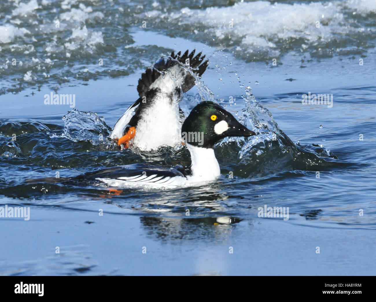 Gewöhnliche Goldeneyes werden im Seedskadee National Wildlife Refuge in Wyoming gesichtet, einem kritischen Lebensraum für Zugvögel. Die Schutzhütte bietet eine wesentliche Unterstützung für den Erhalt der biologischen Vielfalt und bietet Möglichkeiten für wissenschaftliche Forschung und Wildtierbeobachtung. Stockfoto