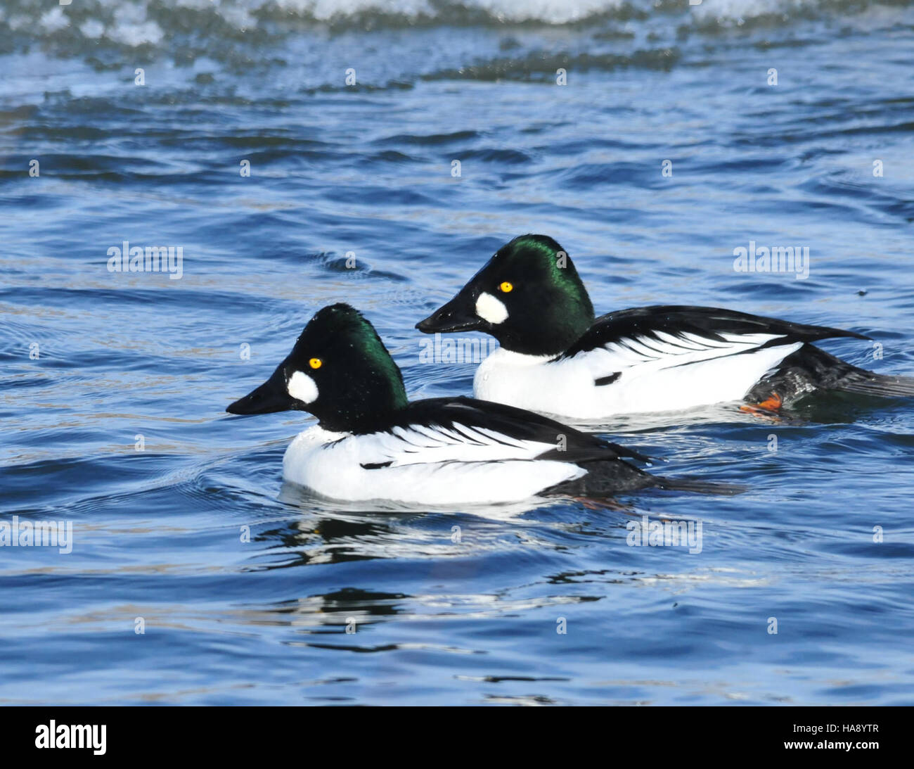 Drake Common Goldeneyes, eine Art von Tauchenten, werden im Seedskadee National Wildlife Refuge beobachtet. Dieses Schutzgebiet bietet einen wichtigen Lebensraum für Wasservögel und andere Vogelarten und unterstützt deren Migrations- und Brutzyklen. Stockfoto