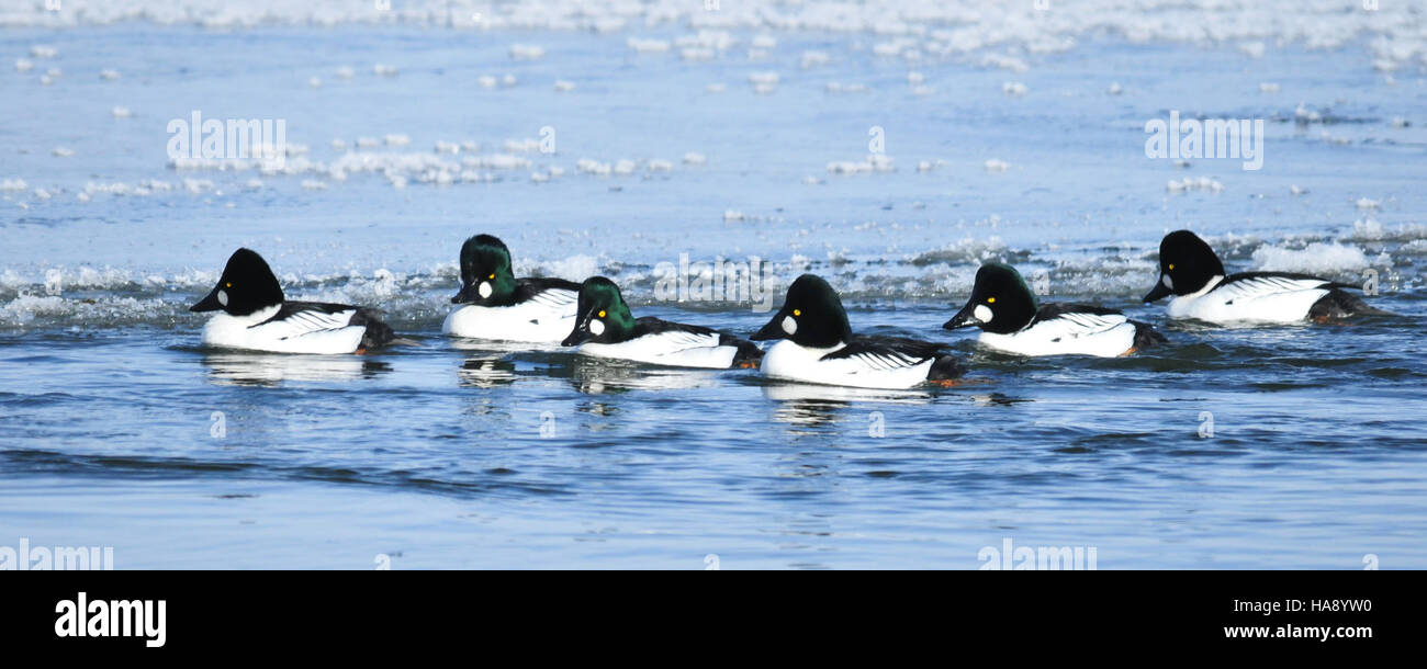 Drake Common Goldeneyes werden im Seedskadee National Wildlife Refuge beobachtet, einem lebenswichtigen Feuchtgebiet für Wasservögel und andere Arten in Wyoming. Stockfoto