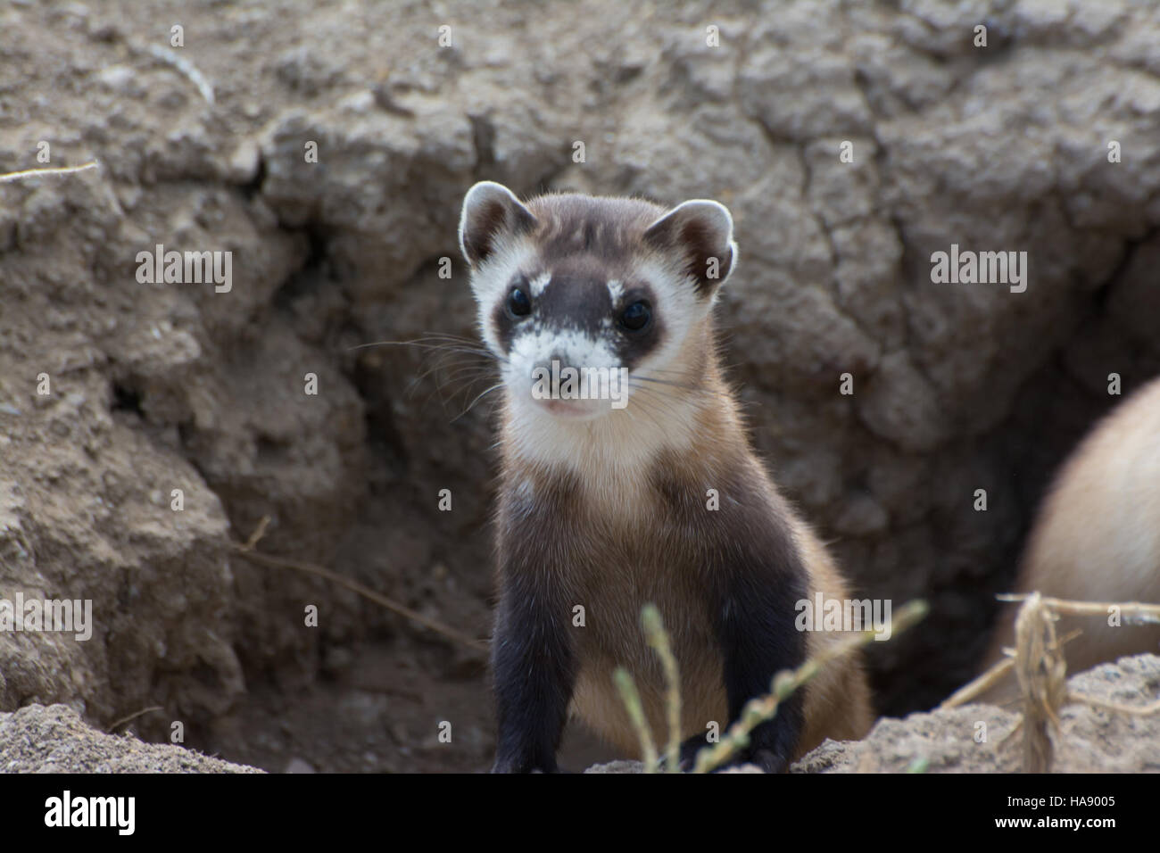 Das Schwarzfußferret ist eine vom Aussterben bedrohte Art in den USA, wobei sich die Wiederaufbaubemühungen auf die Wiederherstellung von Lebensräumen und den Artenschutz konzentrieren. Dieses Naturschutzprogramm trägt dazu bei, das Überleben dieses seltenen Säugetieres innerhalb von Nationalparks zu sichern. Stockfoto