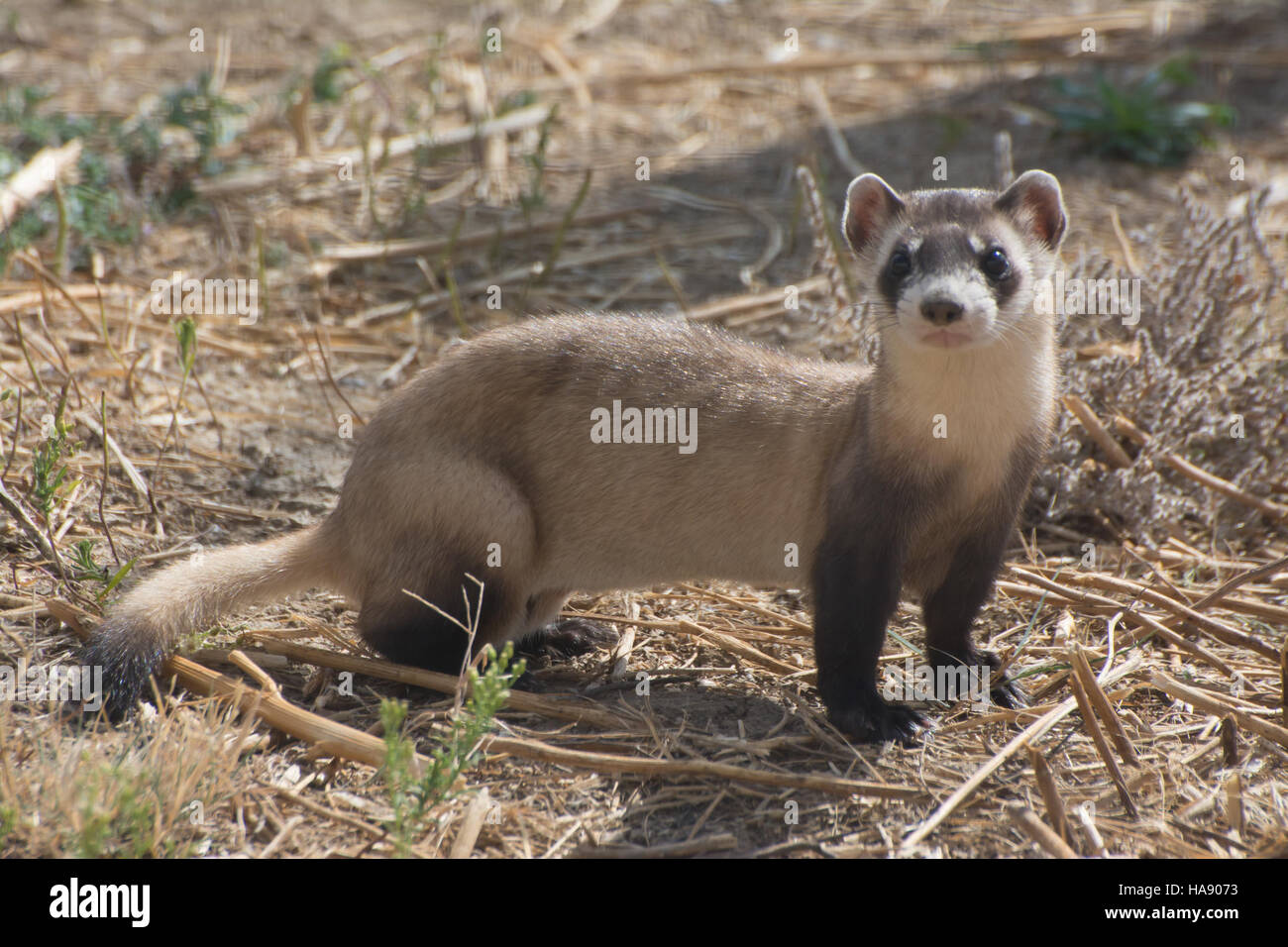 Das Schwarzfußferret, eine vom Aussterben bedrohte Art, steht im Mittelpunkt der laufenden Naturschutzbemühungen in US-Nationalparks. Diese Frettchen spielen eine wichtige Rolle in den Ökosystemen der Prärie, und ihre Erholung ist für den Erhalt der biologischen Vielfalt von entscheidender Bedeutung. Stockfoto