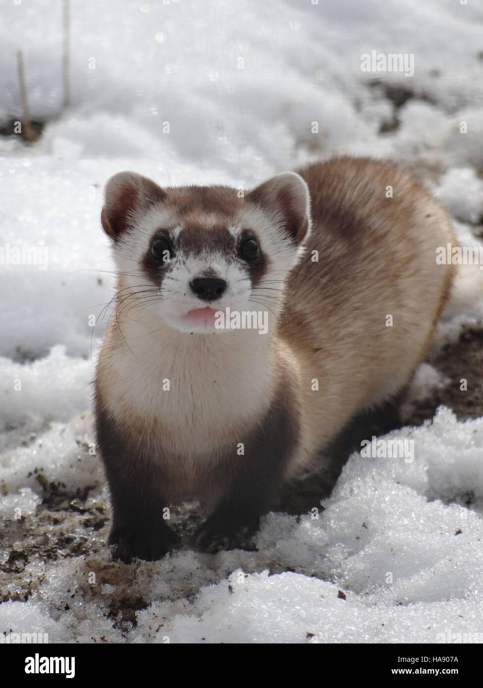 Ein Bild des gefährdeten Schwarzfußferrets, eines der am stärksten gefährdeten Säugetiere Nordamerikas. Die Erhaltungsbemühungen zum Schutz dieser Art und ihres Habitats in der Prärie, die für die Erhaltung der Artenvielfalt von entscheidender Bedeutung sind, werden fortgesetzt. Stockfoto