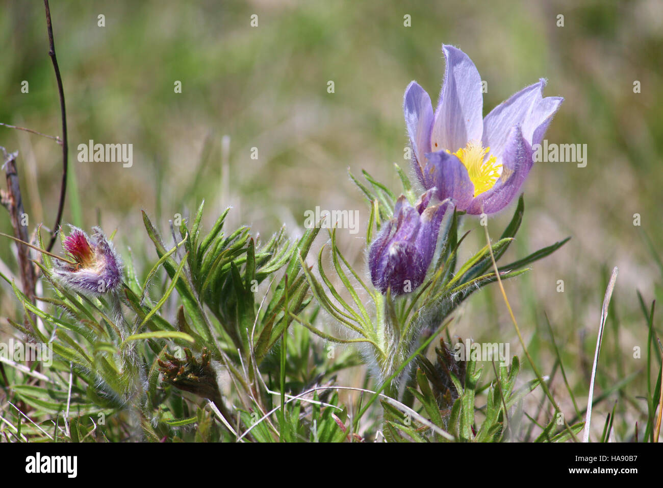 Die Pasque Flower, eine lebendige Frühlingsblüte, ist in mehreren US-Nationalparks zu finden. Bekannt für sein einzigartiges Aussehen und seine frühe Blütezeit, symbolisiert es die Widerstandsfähigkeit der Pflanzen in rauen Umgebungen. Stockfoto