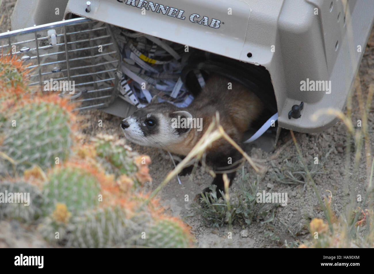 Die Wiedereinführung des Schwarzfußferrettchens nach Meeteetse im Jahr 2016 unterstreicht die laufenden Bemühungen um den Schutz der Tierwelt und die Wiederherstellung gefährdeter Arten in den US-Nationalparks. Stockfoto