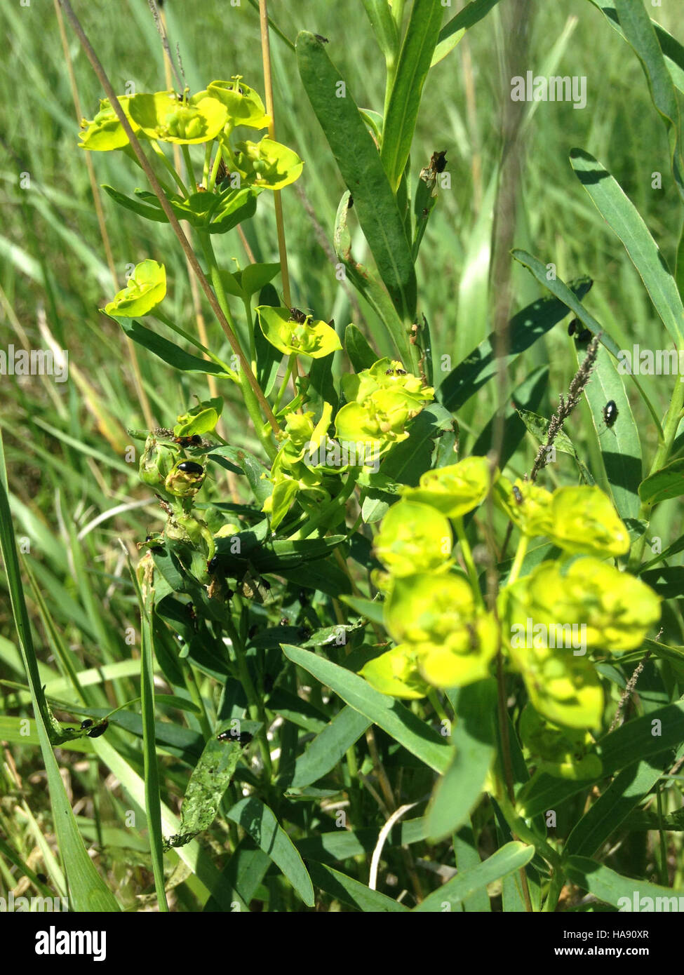 Flohkäfer werden auf ihre Rolle bei der Kontrolle der invasiven Laubpflanze in Nationalparkökosystemen untersucht. Die Käfer sind Teil der biologischen Kontrollbemühungen zur Wiederherstellung des ökologischen Gleichgewichts. Stockfoto