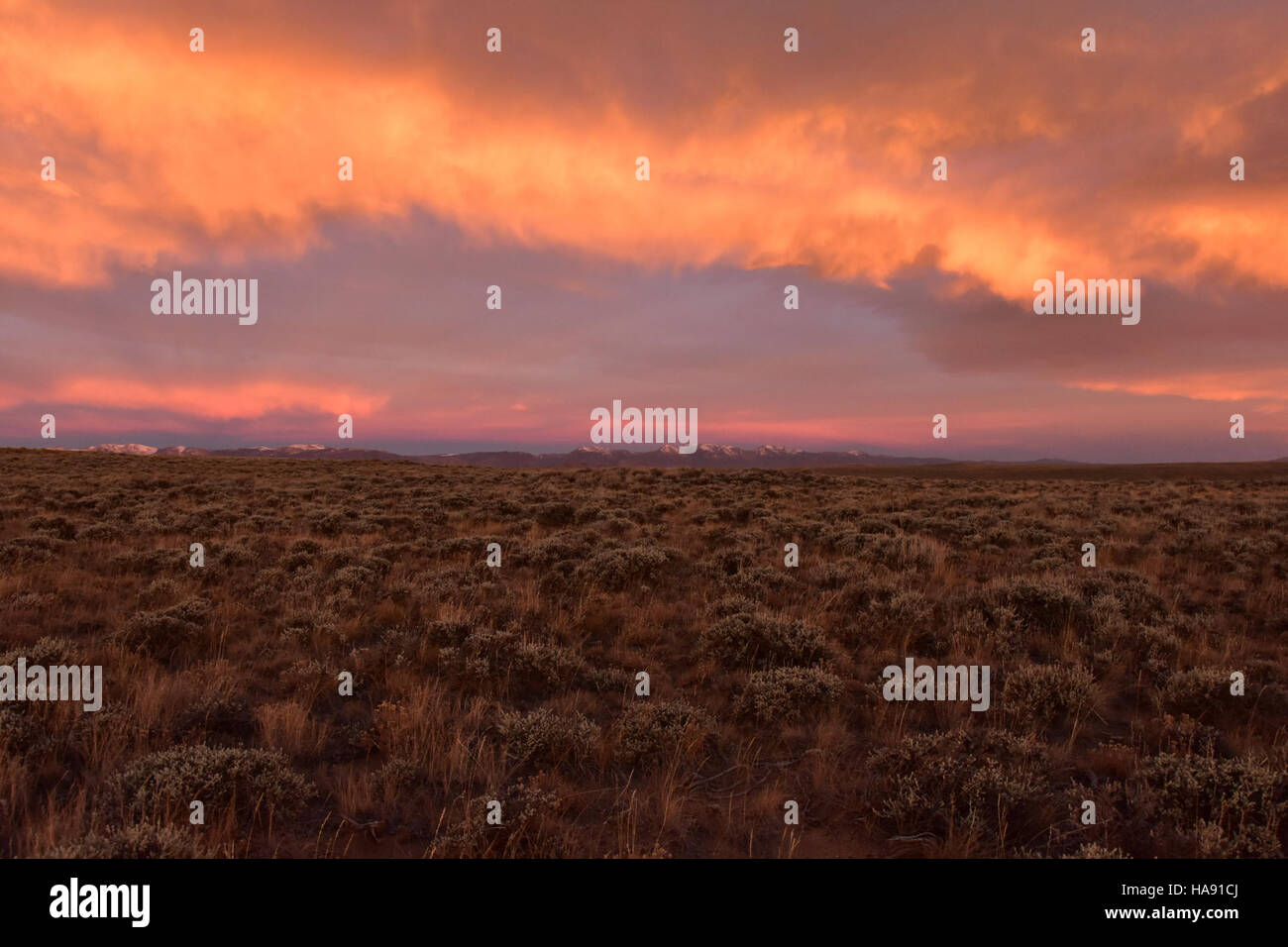 Mountain Big Sagebrush ist eine wichtige Pflanzenart im Arapaho National Wildlife Refuge, die eine entscheidende Rolle bei der Wiederherstellung von Lebensräumen und der Unterstützung der Artenvielfalt in der Region spielt. Stockfoto