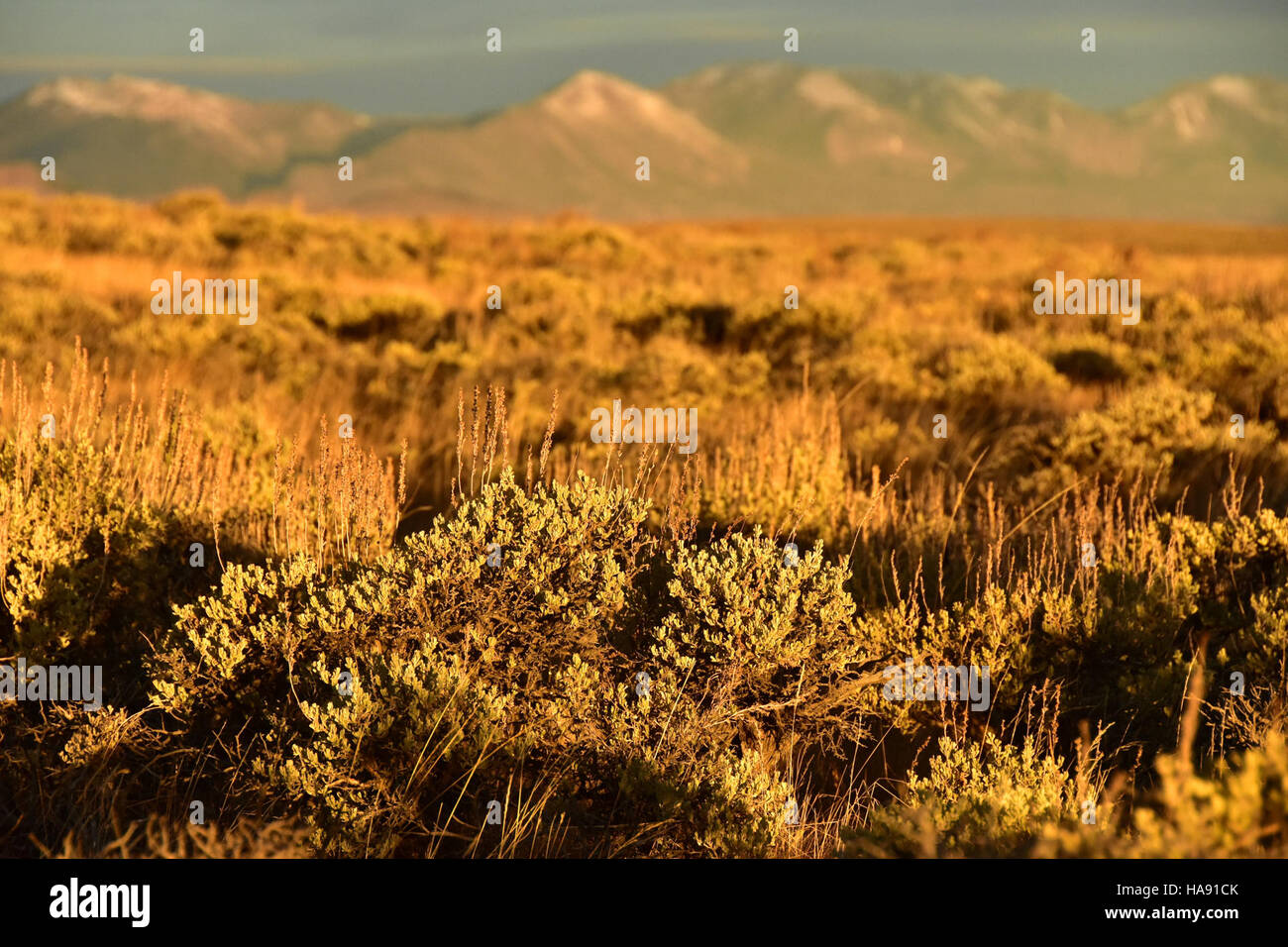 Der Mountain Big Sagebrush im Arapaho National Wildlife Refuge spielt eine wichtige Rolle bei der Aufrechterhaltung des Ökosystemgleichgewichts, da er lebenswichtige Deckung und Futter für Wildtiere bietet. Stockfoto
