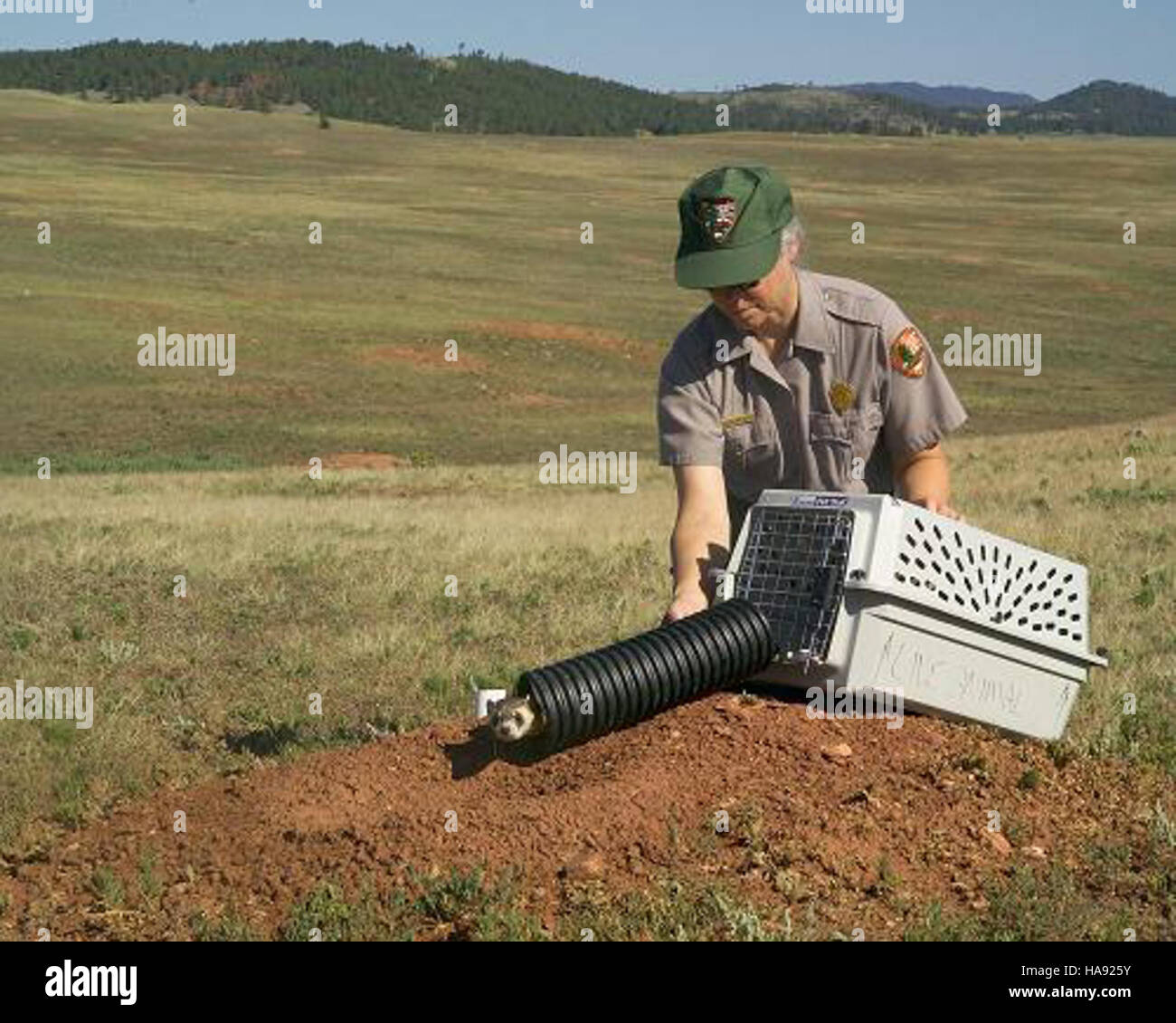 Dieses Bild zeigt das Schwarzfußferret, eine Art, die aktiv durch Naturschutzmaßnahmen in der Mountain Prairie Region geschützt wird. Das Schwarzfußferret gilt als vom Aussterben bedroht, und das Bild zeigt die Rolle von Nationalparks und Wildschutzgebieten bei der Artenwiederherstellung. Stockfoto