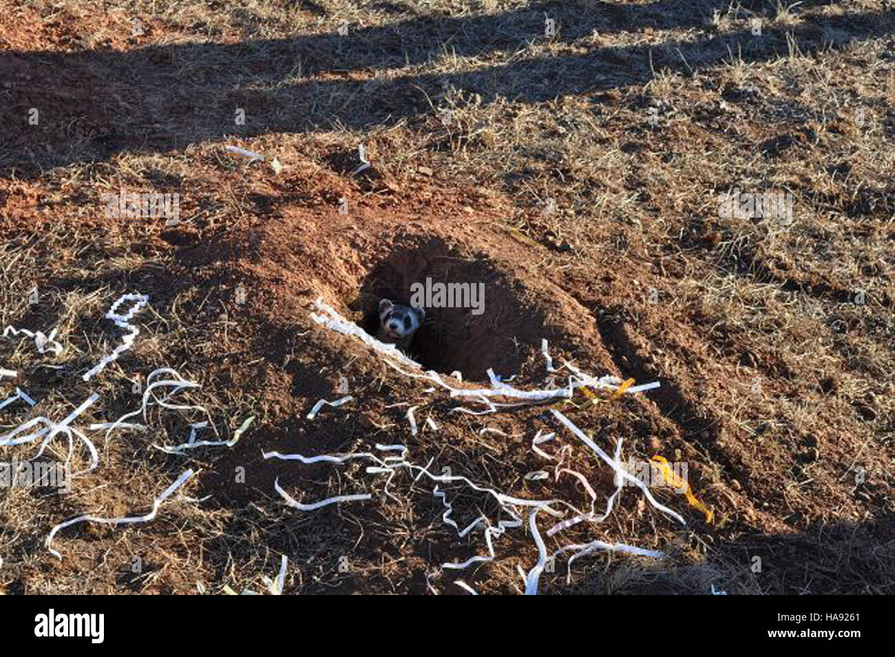Das Schwarzfußferret, eine vom Aussterben bedrohte Art, steht im Mittelpunkt der Naturschutzbemühungen in den US-Nationalparks. Bemühungen um den Schutz dieser Art sind von entscheidender Bedeutung für die Erhaltung der biologischen Vielfalt und die Beseitigung ökologischer Ungleichgewichte, die durch den Verlust von Lebensräumen und andere Umweltfaktoren verursacht werden. Stockfoto