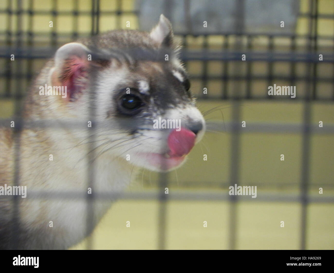 Das Schwarzfußferrettzuchtzentrum im Phoenix Zoo spielt eine wichtige Rolle bei der Erhaltung und Erholung dieser bedrohten Art und unterstützt die Wiederansiedlung in freier Wildbahn. Stockfoto
