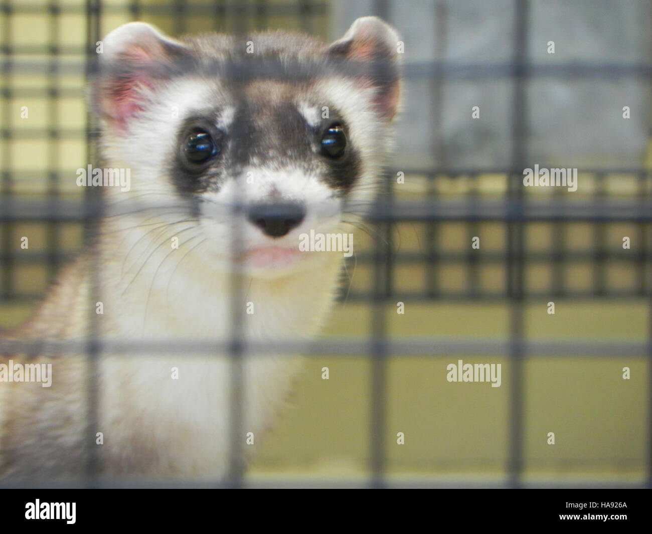 Das Schwarzfußferret, eine vom Aussterben bedrohte Art, spielt eine wichtige Rolle bei der Erhaltung des ökologischen Gleichgewichts durch die Kontrolle der Nagetierpopulationen in Nationalparks. Stockfoto