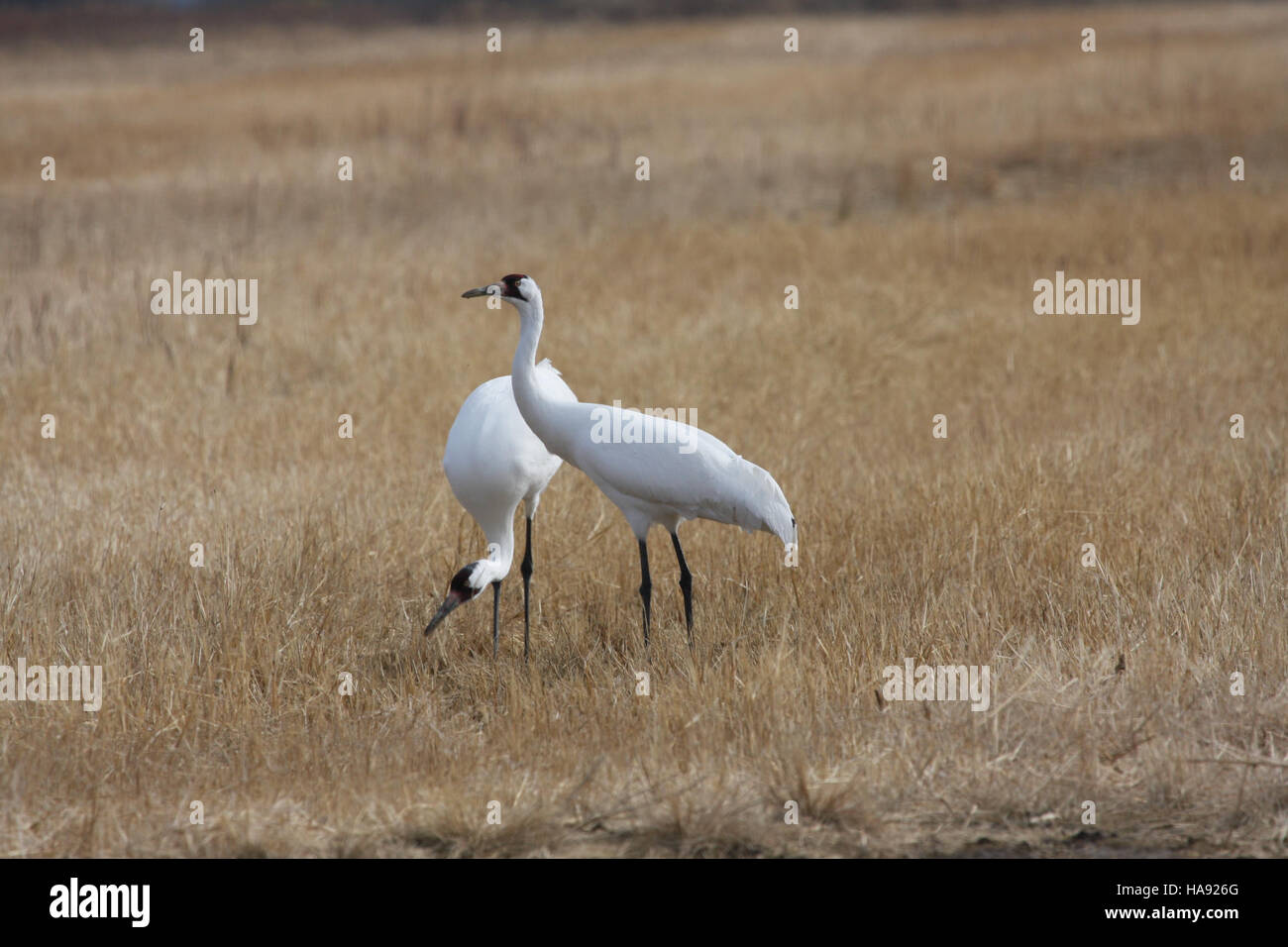 Usfwsmtnprairie 5196622919 Krane Keuchhusten im Quivira National Wildilfe Refuge Stockfoto