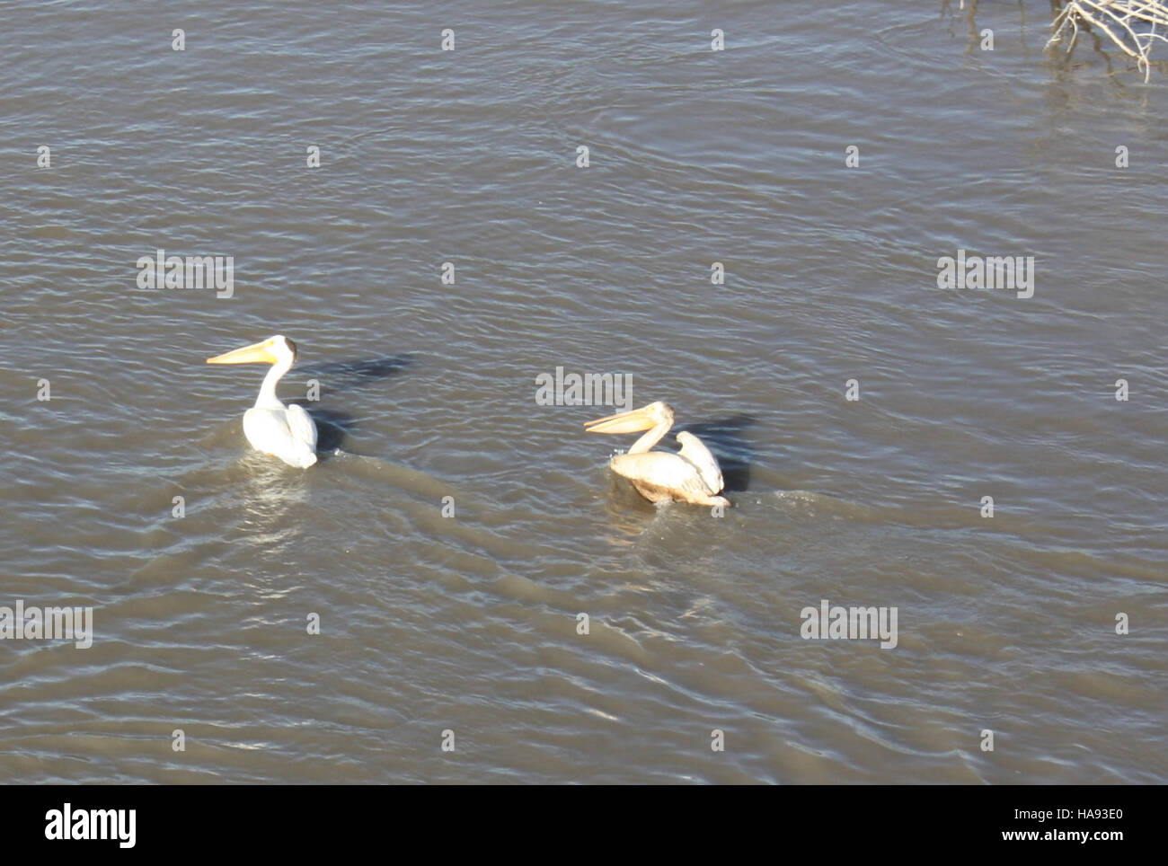 Ein Kontrast zwischen ungeölten und geölten weißen Pelikanen im Yellowstone-Nationalpark, der die Auswirkungen von Umweltveränderungen auf die Tierwelt unterstreicht. Das Ökosystem des Parks spielt eine wichtige Rolle beim Erhalt von Vogelarten und natürlichen Lebensräumen. Stockfoto