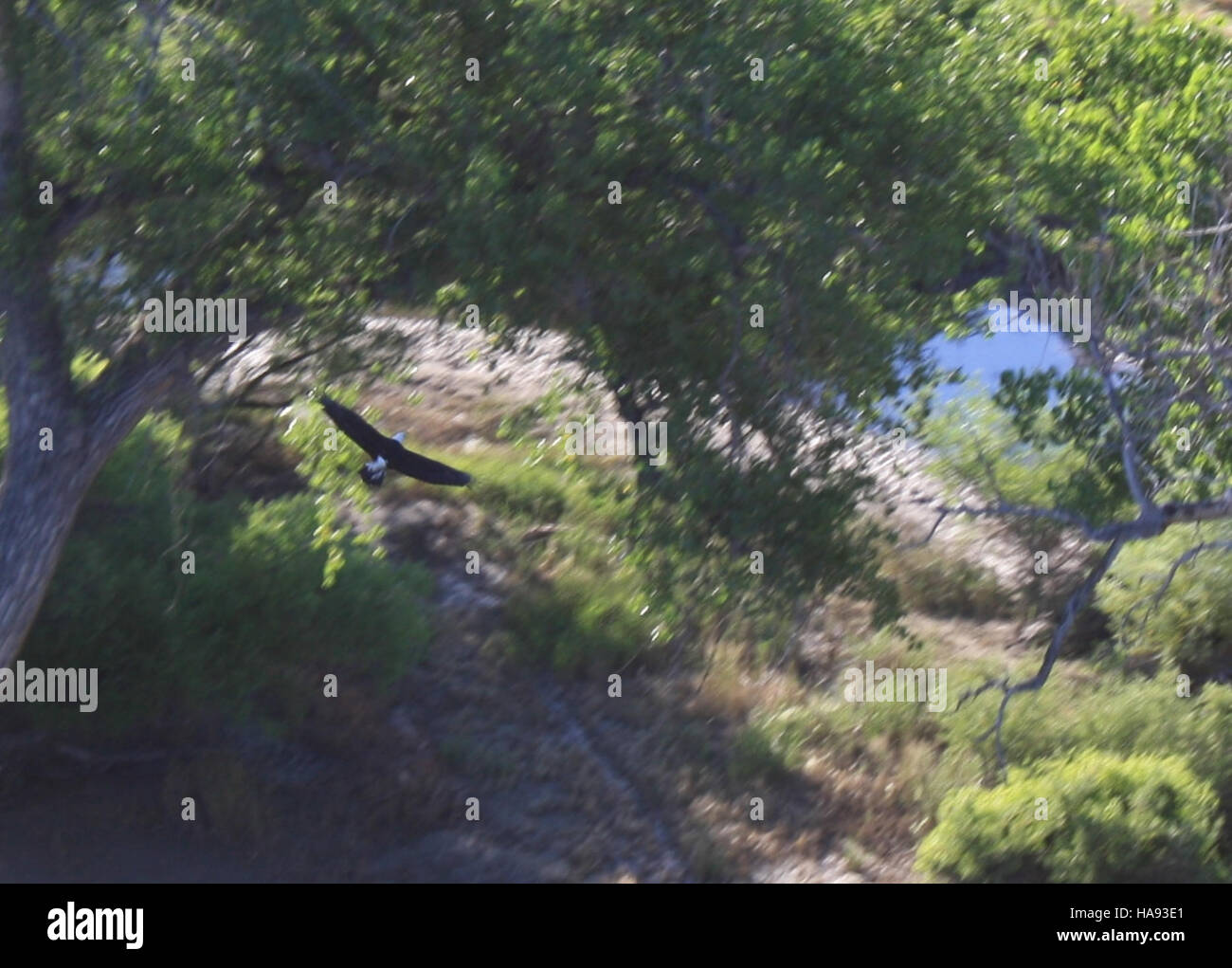 Ein geölter Adler fliegt über einem Gebiet, das von Umweltverschmutzung betroffen ist, und hebt die Auswirkungen der Umweltverschmutzung auf die Wildtiere in Nationalparks hervor und zeigt die dringende Notwendigkeit von Maßnahmen zur Erhaltung und Sanierung. Stockfoto