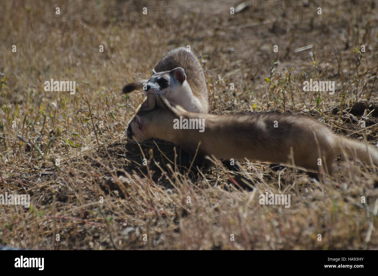 Usfwsmtnprairie 6163447453 schwarz – füßiges Frettchen Mutter & Kit Stockfoto