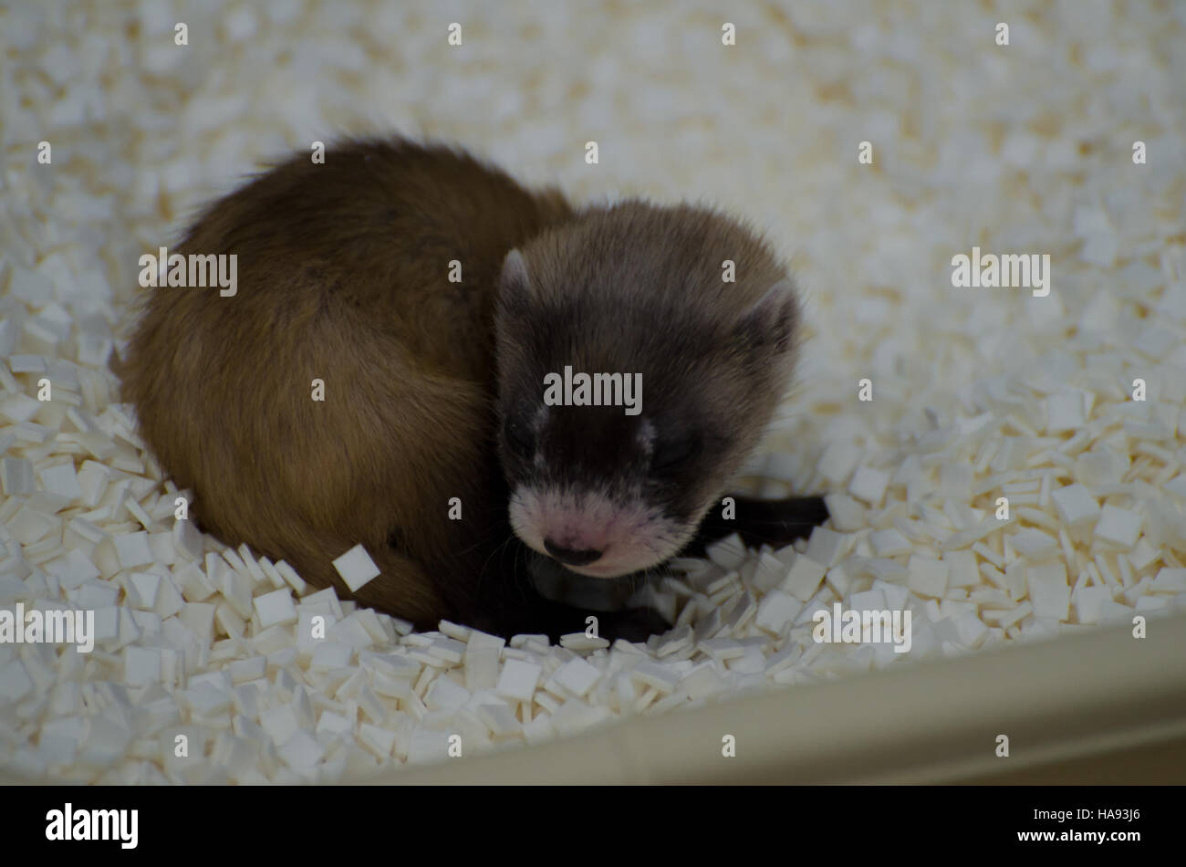Das Schwarzfuß-Frettchen, eine junge gefährdete Art, wird im Rahmen der laufenden Erhaltungsbemühungen zum Schutz der Art und zur Wiederherstellung ihrer Lebensräume in freier Wildbahn überwacht. Stockfoto