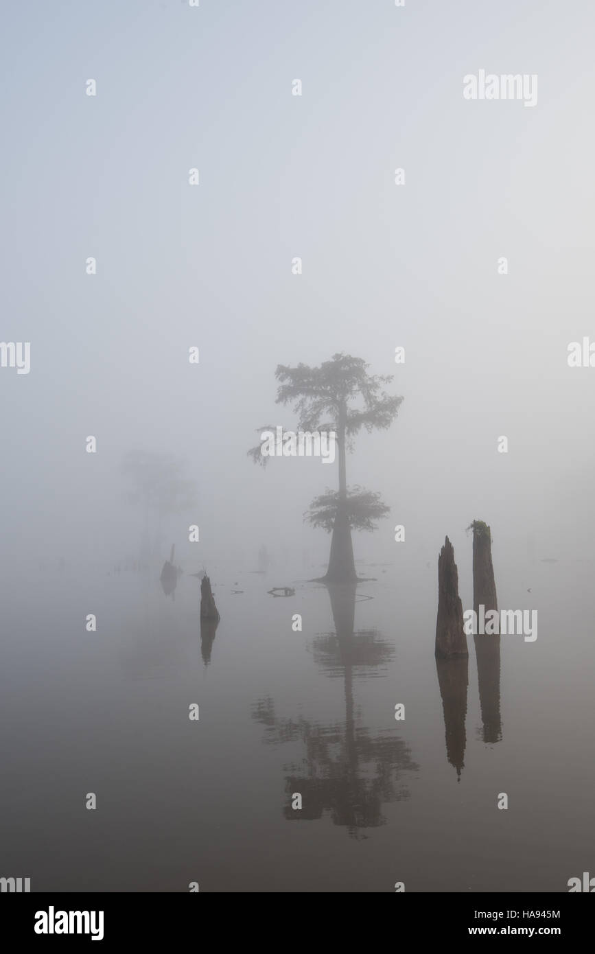 Lone Cypress & Baumstümpfe im Nebel bei Henderson Sumpf Stockfoto