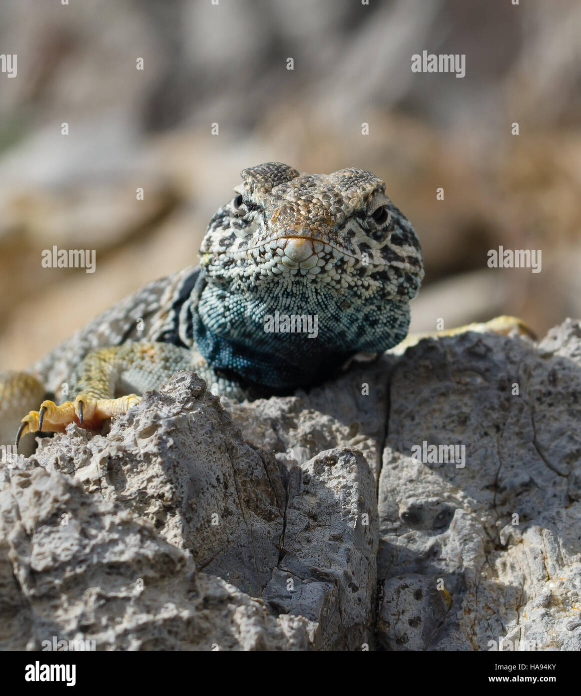 Die Great Basin Collared Lizard, die in der House Range im Süden Utahs zu finden ist, ist für ihr farbenfrohes Aussehen und ihre Bedeutung im Wüstenökosystem der Region bekannt und unterstreicht die Artenvielfalt in den Nationalparks. Stockfoto Die Great Basin Collared Lizard, die in der House Range im Süden Utahs zu finden ist, ist für ihr farbenfrohes Aussehen und ihre Bedeutung im Wüstenökosystem der Region bekannt und unterstreicht die Artenvielfalt in den Nationalparks. Stockfoto