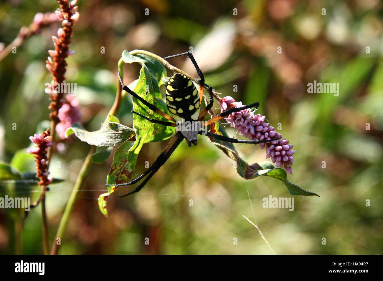Eine schwarz-gelbe Gartenspinne wird in ihrem Netz innerhalb eines Nationalparks beobachtet, was die Vielfalt der Tierwelt und die entscheidende Rolle der Arachniden in lokalen Ökosystemen unterstreicht. Stockfoto