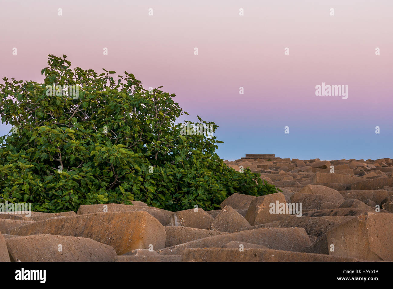 Grüner Baum und Felsen bei Sonnenuntergang in Mazagon Strand Stockfoto