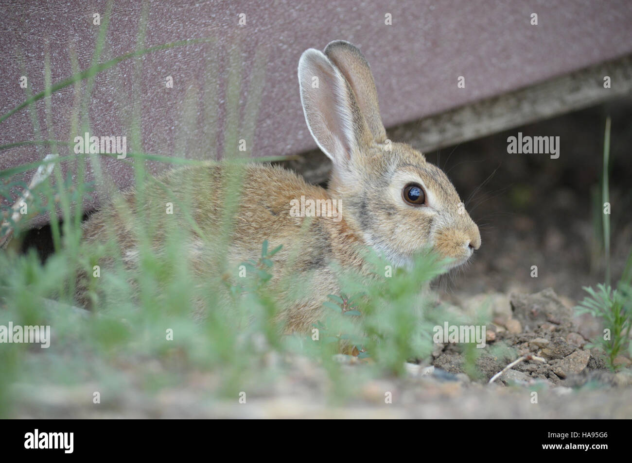 Praktikanten besuchen das Black-Footed Ferret Conservation Center in einem Nationalpark und erfahren mehr über die laufenden Bemühungen, diese vom Aussterben bedrohte Art und ihren Lebensraum zu erhalten. Stockfoto