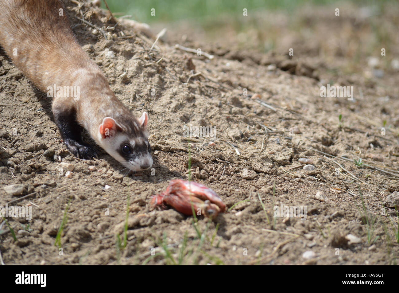 Dieses Bild zeigt Praktikanten, die das National Black-Footed Ferret Conservation Center (NBFFCC) besuchen und dabei die Rolle des Artenschutzes und der Praktikumsprogramme in der Umweltverantwortung betonen. Stockfoto