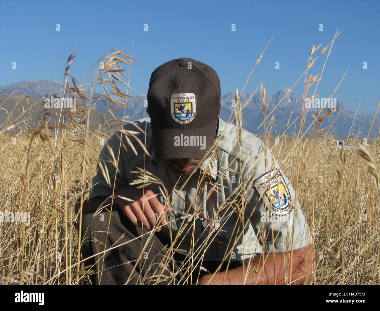Ein Dokument, das die Messung der Futterproduktion für eine bestimmte Saison durch die Mountain Prairie Division des U.S. Fish and Wildlife Service ausführlich beschreibt. Es erfasst saisonale Veränderungen bei der Futterverfügbarkeit und den Landbewirtschaftungsstrategien. Stockfoto