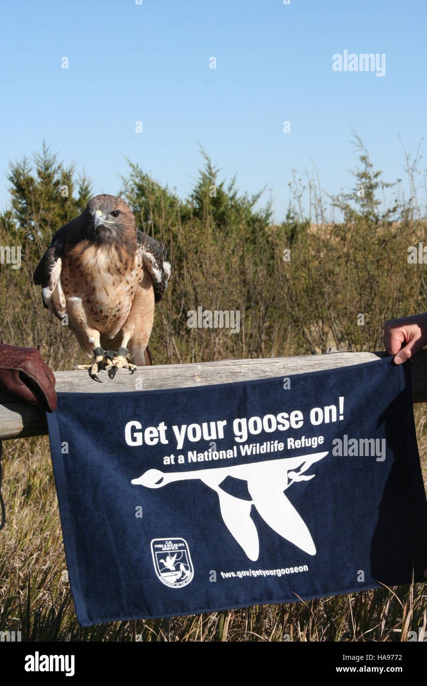 Dieses Bild aus der *USFWS Mountain Prairie* Kollektion zeigt einen im Flug befindlichen Raptor und zeigt den Jagdstil des Vogels. Der Titel *Get Your Gans On, Raptor Style* hebt die Raubtier-Beutevögel-Dynamik hervor, wobei der Schwerpunkt auf ihren Jagdtechniken aus der Luft liegt. Stockfoto