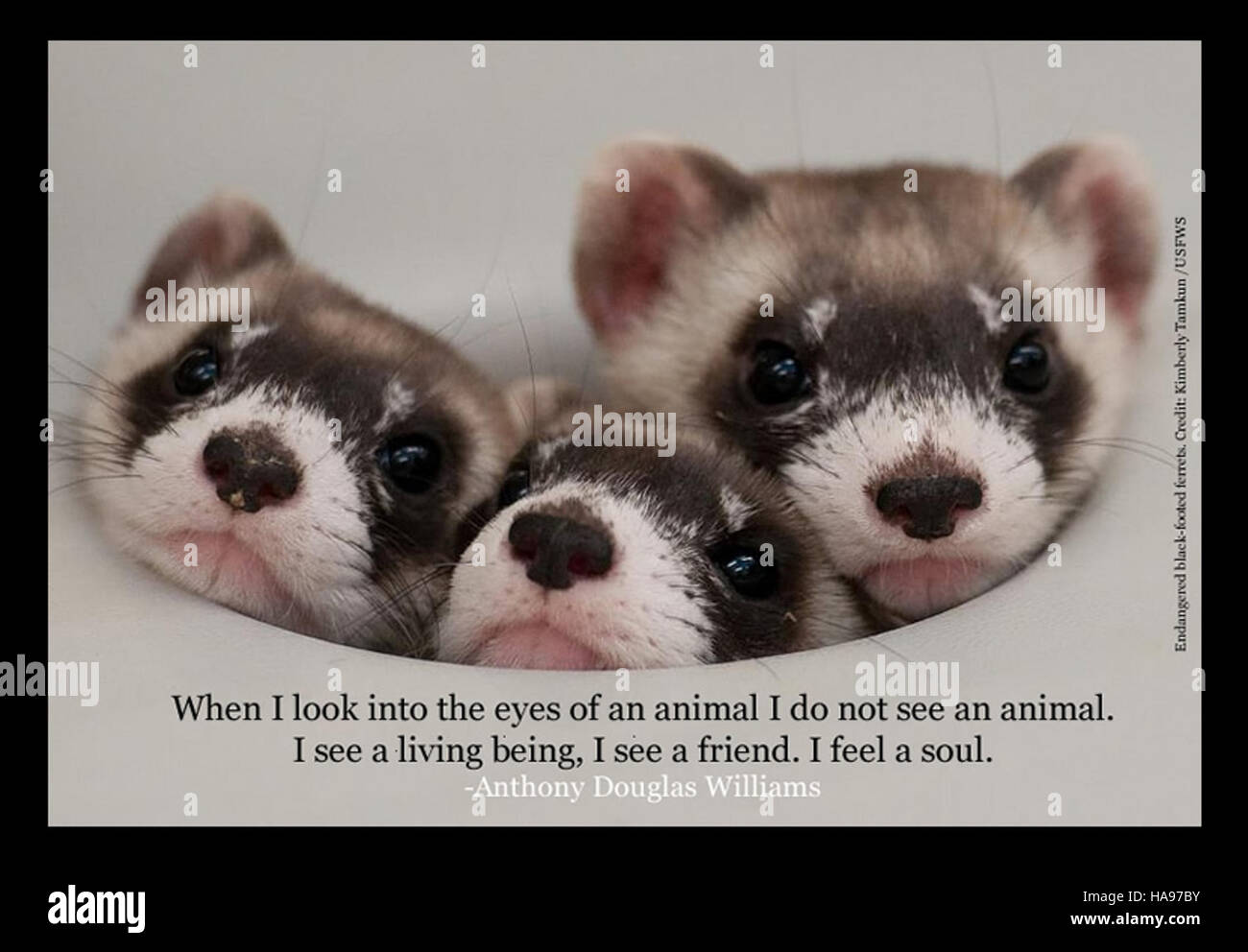 Der Schwarzfußferret ist eine bedrohte Art, die in Nordamerika beheimatet ist. Erhaltungsbemühungen wie Zuchtprogramme und die Wiederherstellung von Lebensräumen werden durchgeführt, um diese ikonische Art zu schützen und zu retten, die durch Verlust von Lebensräumen und Krankheiten bedroht ist. Stockfoto